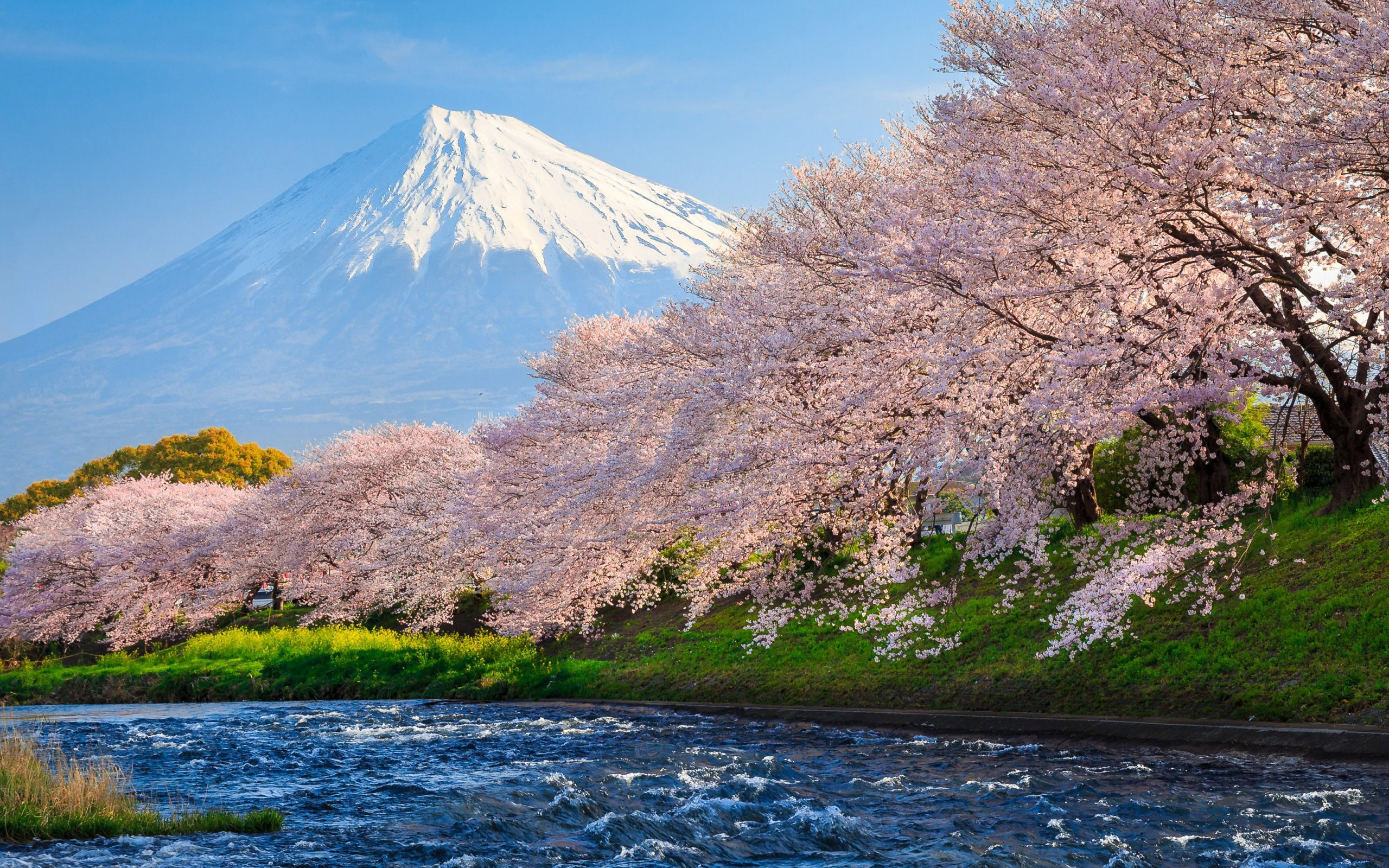 beauty in nature, land, sakura, springtime, fuji, snowcapped mountain, non-urban scene, idyllic, travel, no people, growth, day, river, snow, scenics - nature, HD Wallpaper