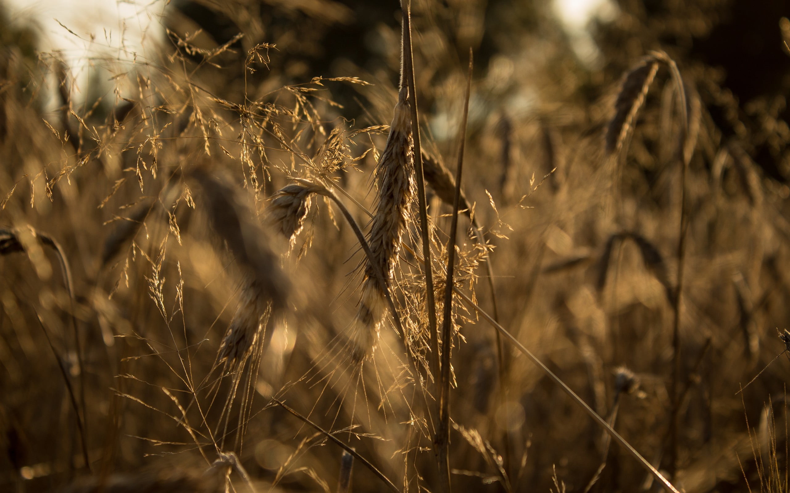 day, farm, sunlight, cereal plant, textile, crop, focus on foreground, close-up, brown, plant, timothy grass, beauty in nature, growth, landscape, land, HD Wallpaper