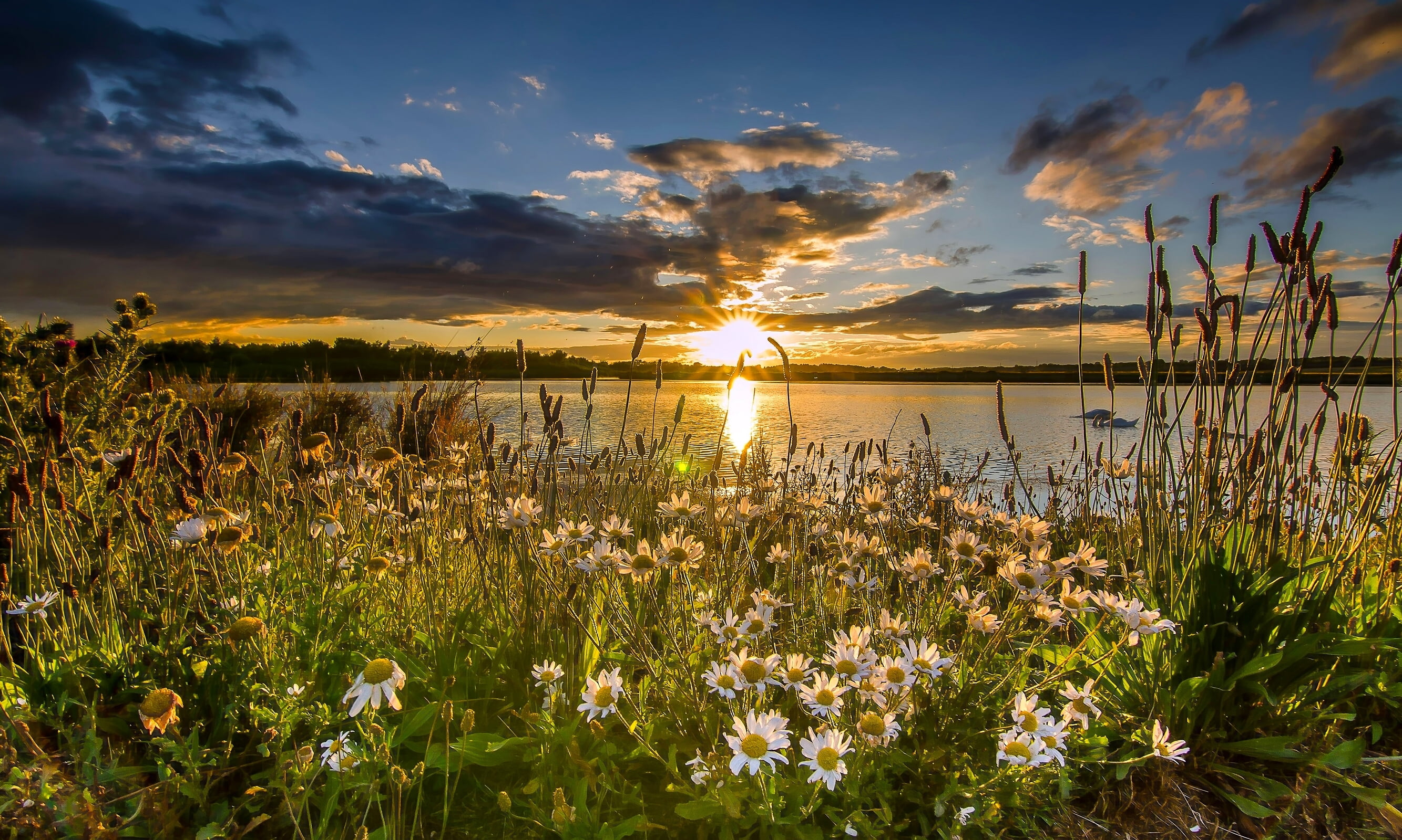 growth, nature, chamomile, lake, water, non-urban scene, tranquil scene, outdoors, sun, no people, sky, scenics - nature, sunset, field, flowering plant, HD Wallpaper