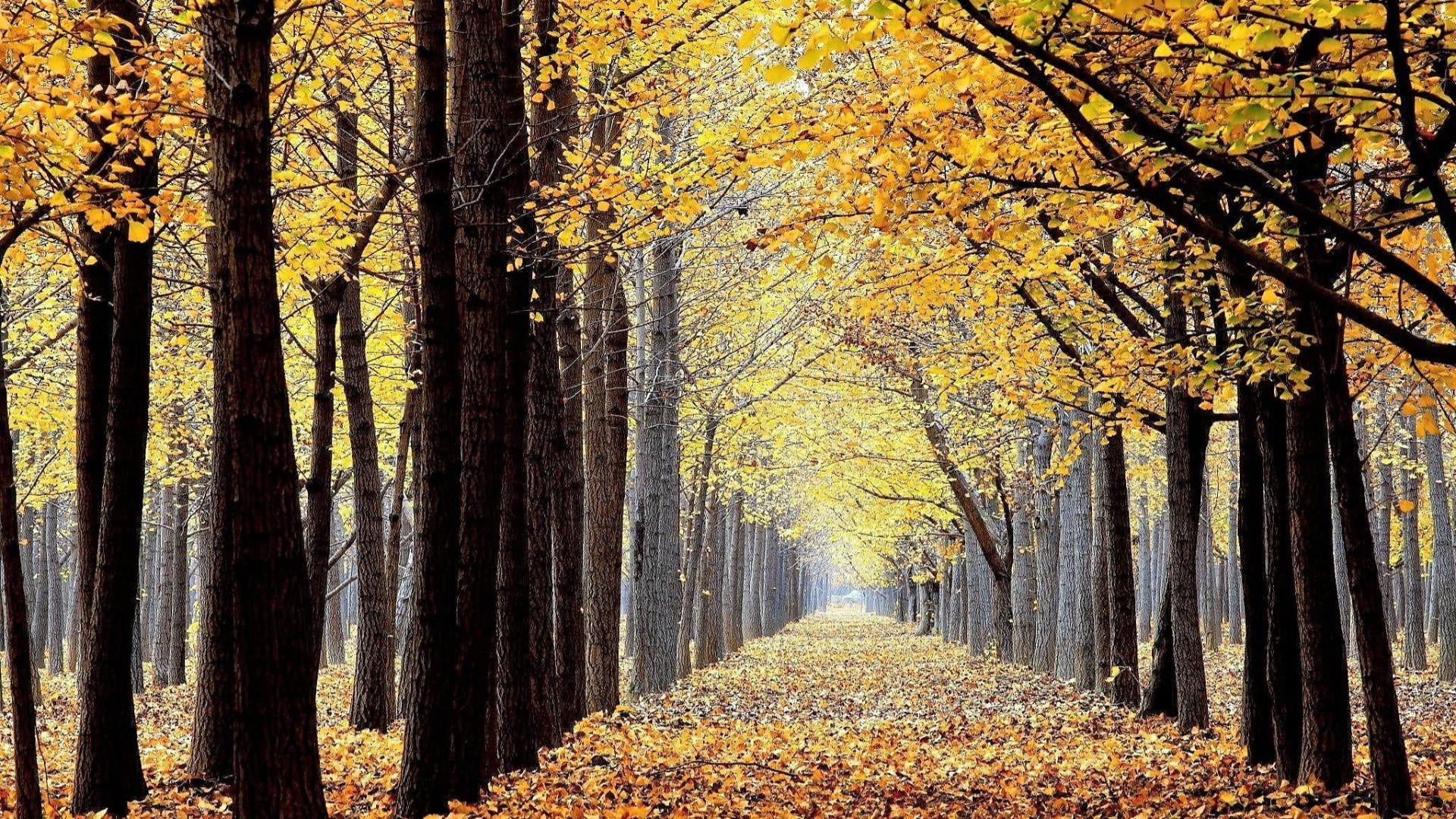 leaf, ginkgo biloba, huzhou, grove, trunk, leaves, land, fall, diminishing perspective, 1080P, yellow leaves, the way forward, zhejiang, changxing, plant, HD Wallpaper