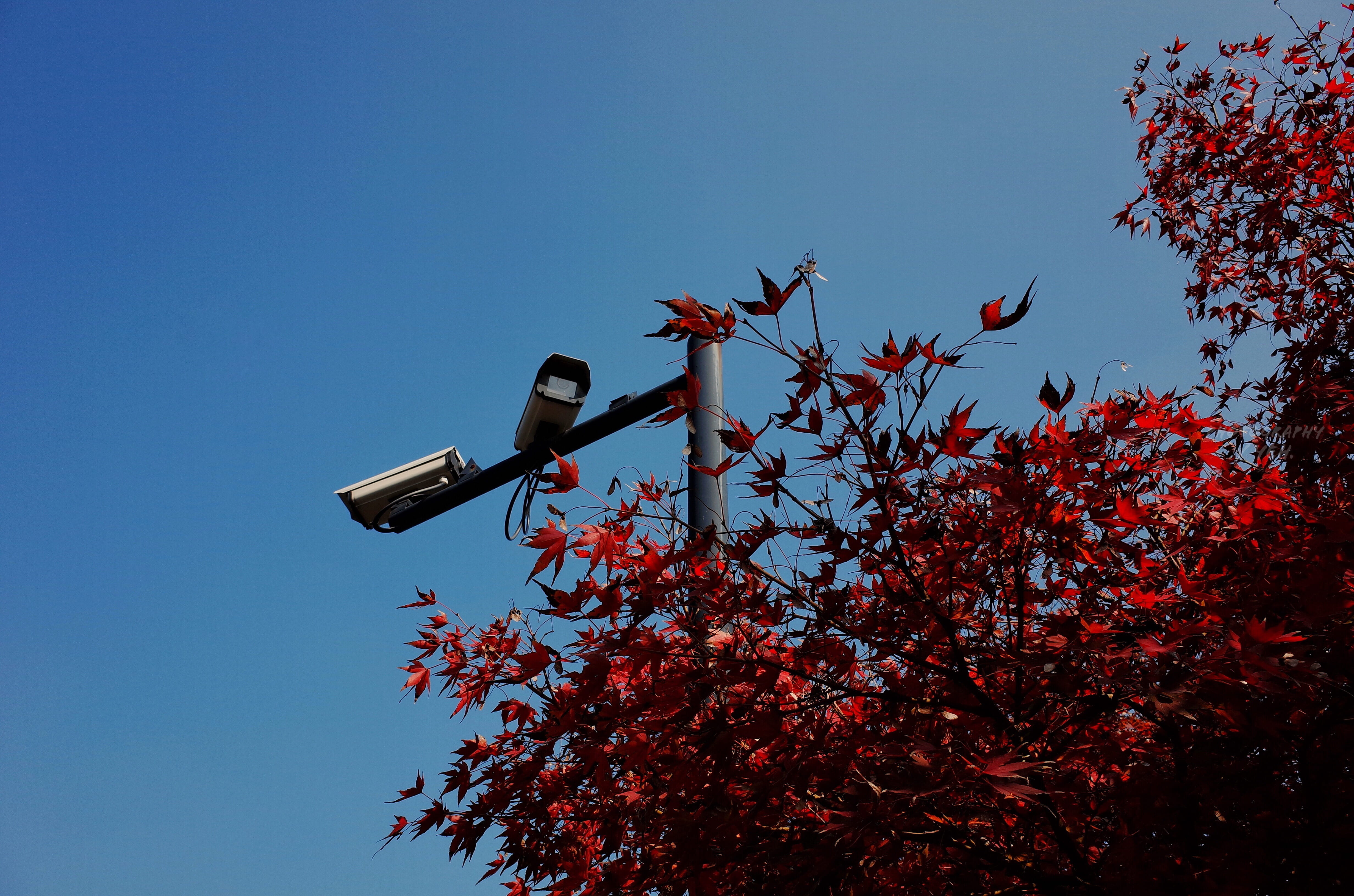 nature, china, clear sky, vehicle, sky, animal, red, low angle view, light, technology, change, blue, traffic light, flower, tree, street, plant, transportation, HD Wallpaper