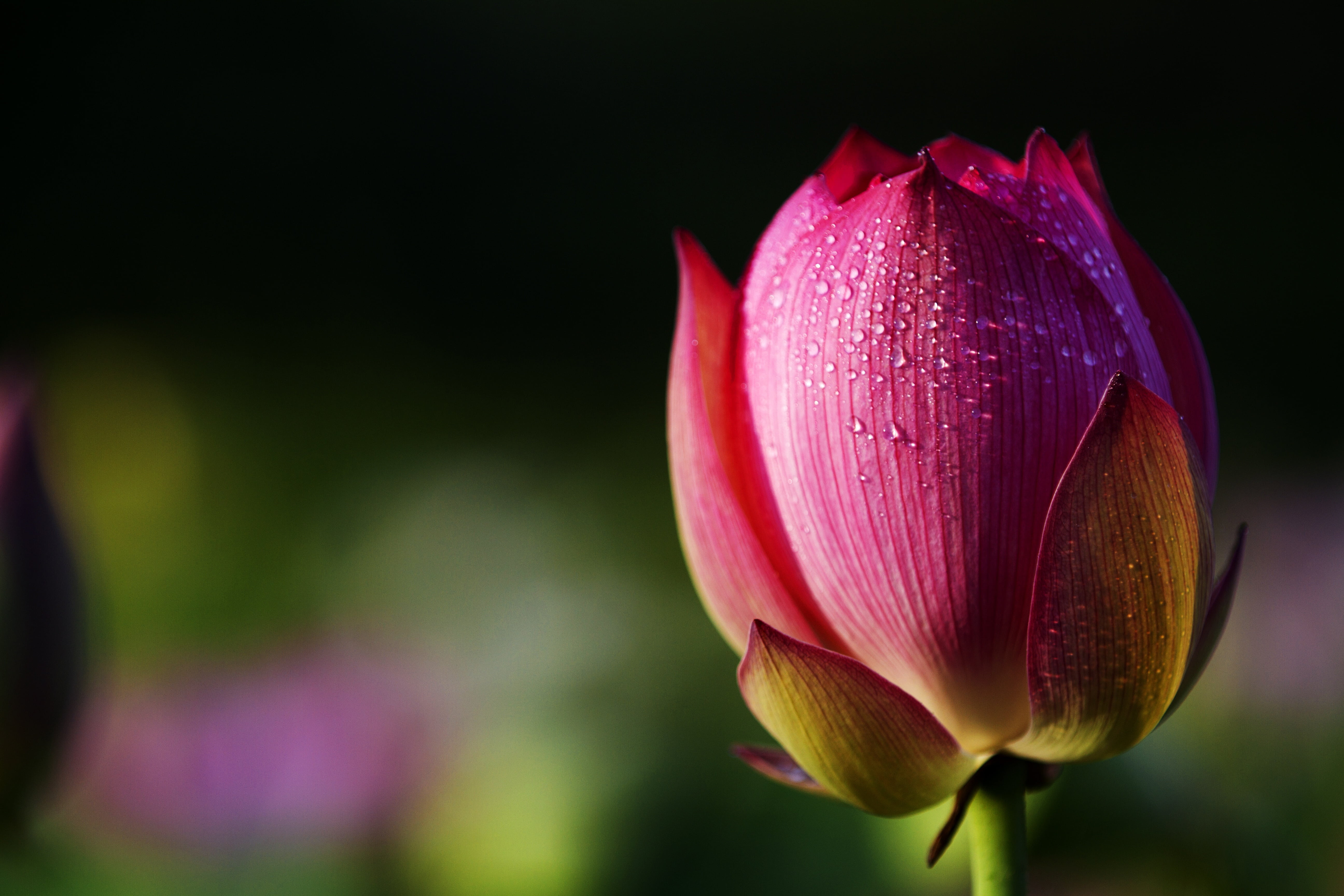 nature, water, softness, zhejiang, lily, no people, flower, fragility, dew, wuyi, pink Color, petal, selective, inflorescence, lotus water lily, growth, HD Wallpaper