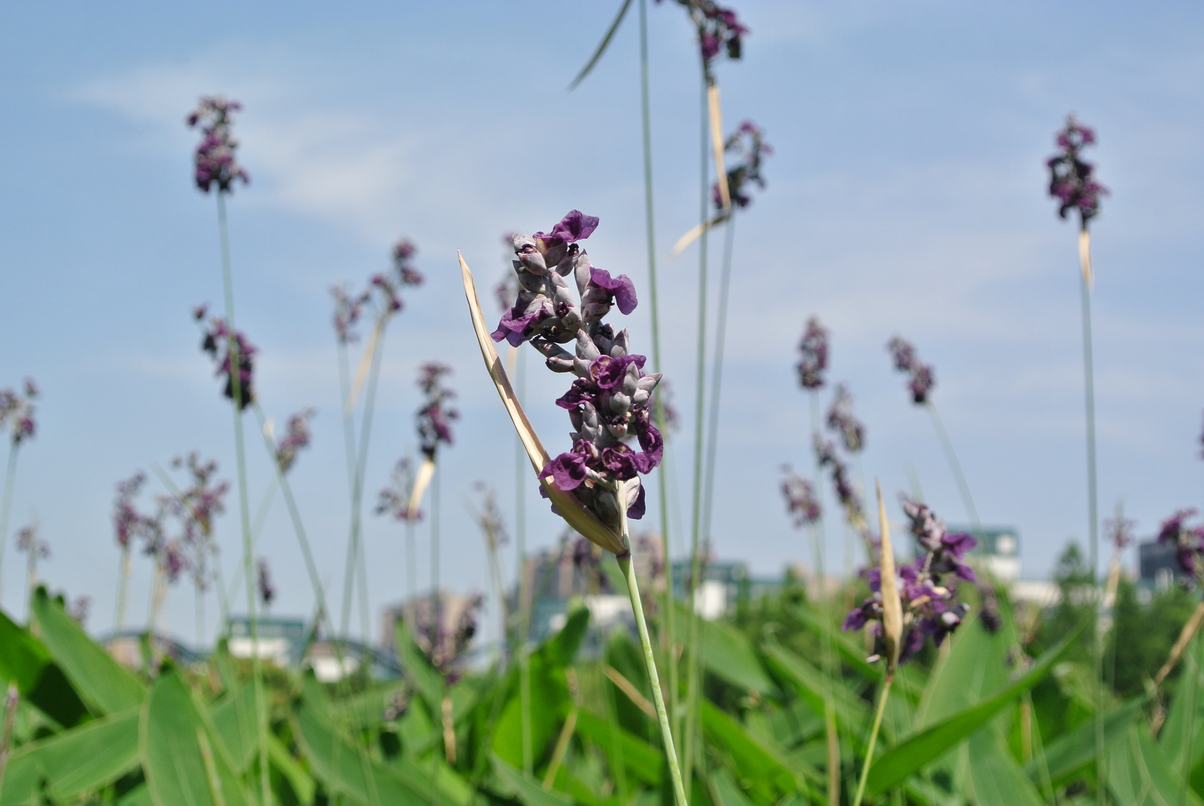 flowering plant, field, outdoors, beauty in nature, natural grass, sky, no people, fragility, 4K, purple, flower, petal, springtime, lavender, vulnerability, HD Wallpaper