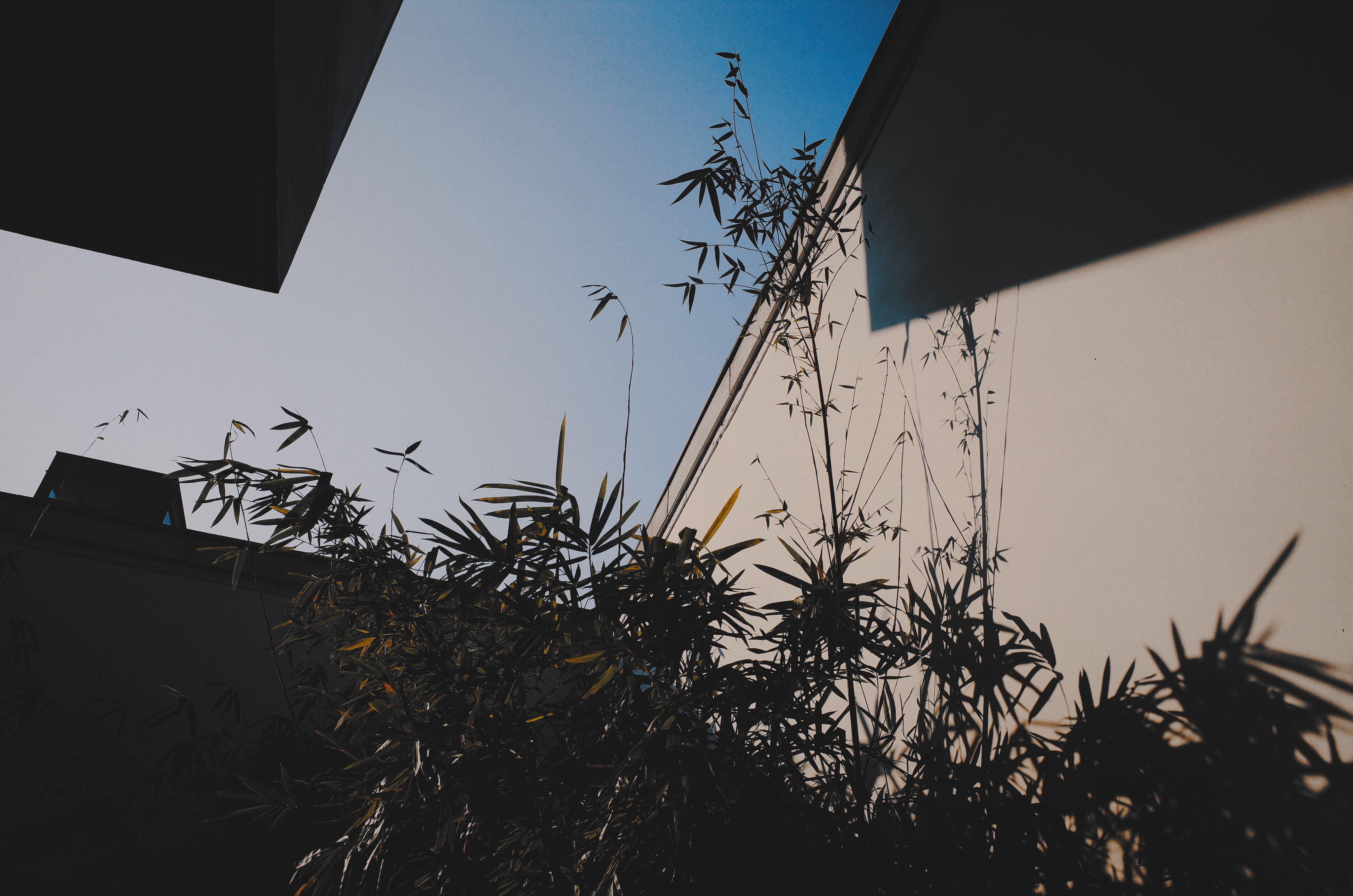 grass, bird, tree, outdoors, built structure, plant, no people, reed, lawn, building, agelaius, bamboo, silhouette, nature, blackbird, day, house, zhejiang university, HD Wallpaper