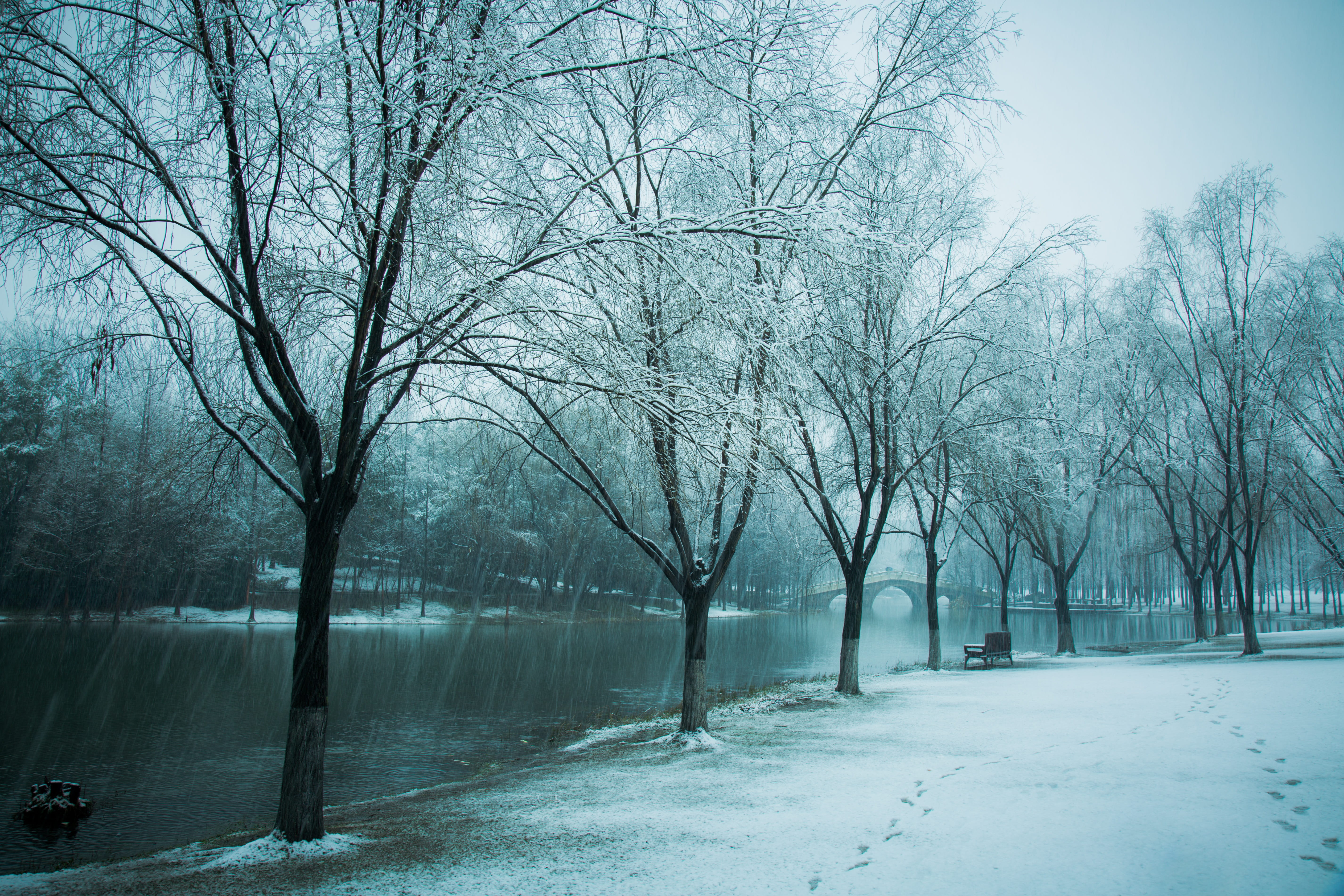 plant, scenics, Zhejiang University, weather, no People, winter, hiromasa lake, forest, beauty in nature, bare tree, ice, frozen, covering, white, Snow, HD Wallpaper