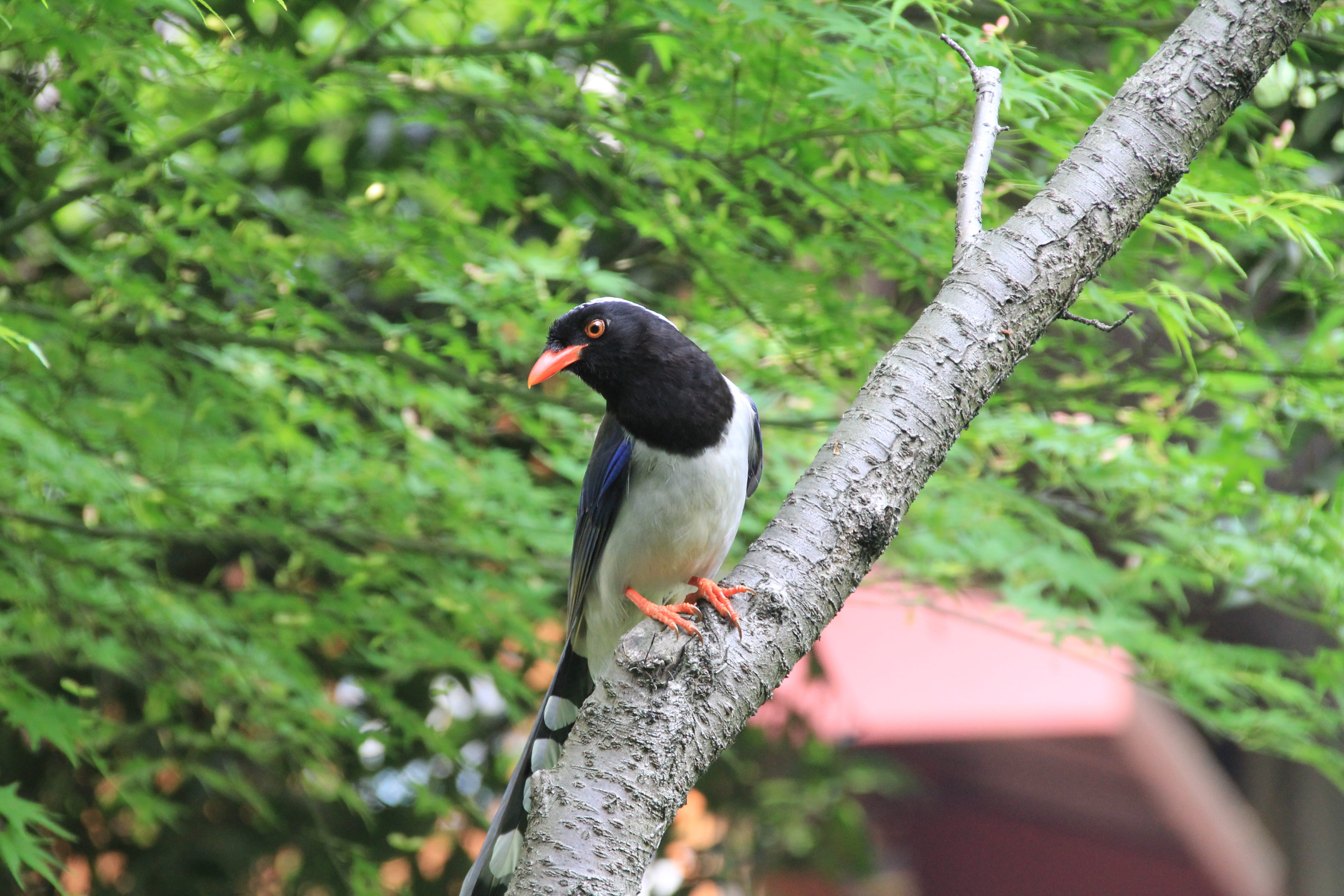 plant, no people, leaf, branch, black color, bird, animal, day, view, xihu, nature, outdoors, one animal, tree, 5K, perching, animals in the wild, green color, HD Wallpaper