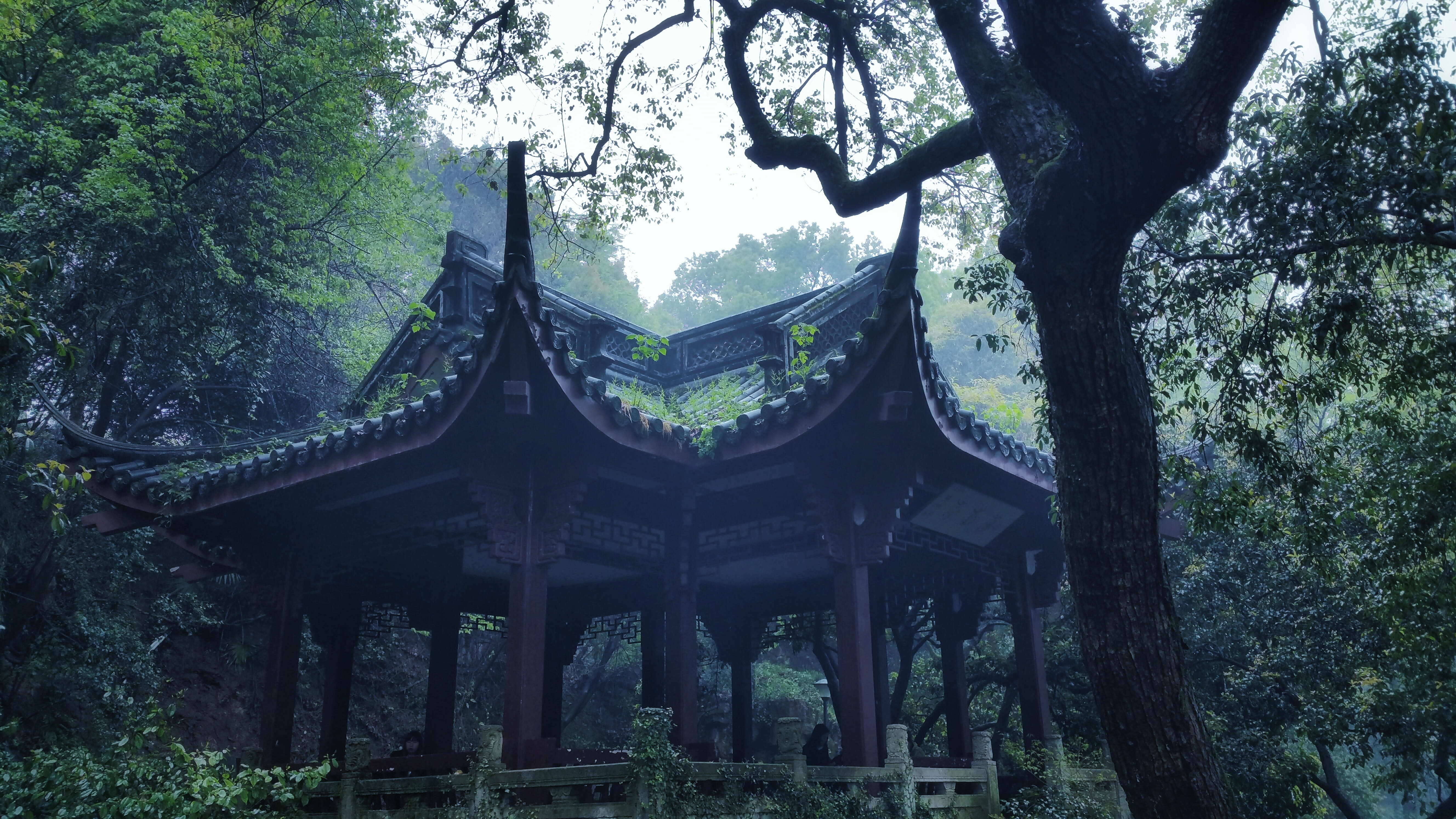 forest, place of worship, outdoors, cultures, religion, nature, no people, 5K, foggy road, architecture, built structure, tree trunk, east Asian Culture, HD Wallpaper