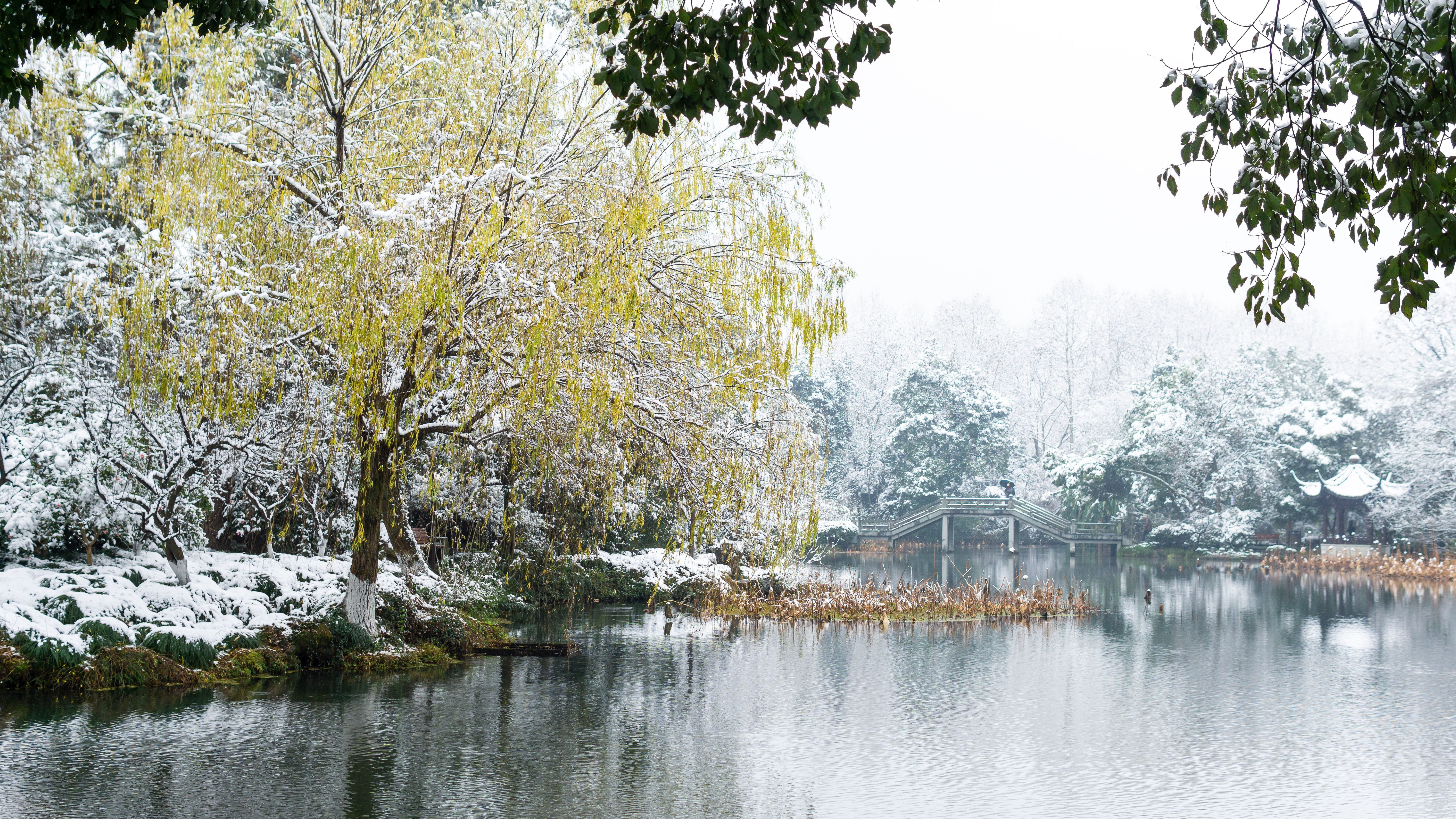 5K, growth, tree, flowing water, non-urban scene, beauty in nature, park, waterfront, no people, plant, nature, willow, the scenery, winter, reflection, HD Wallpaper