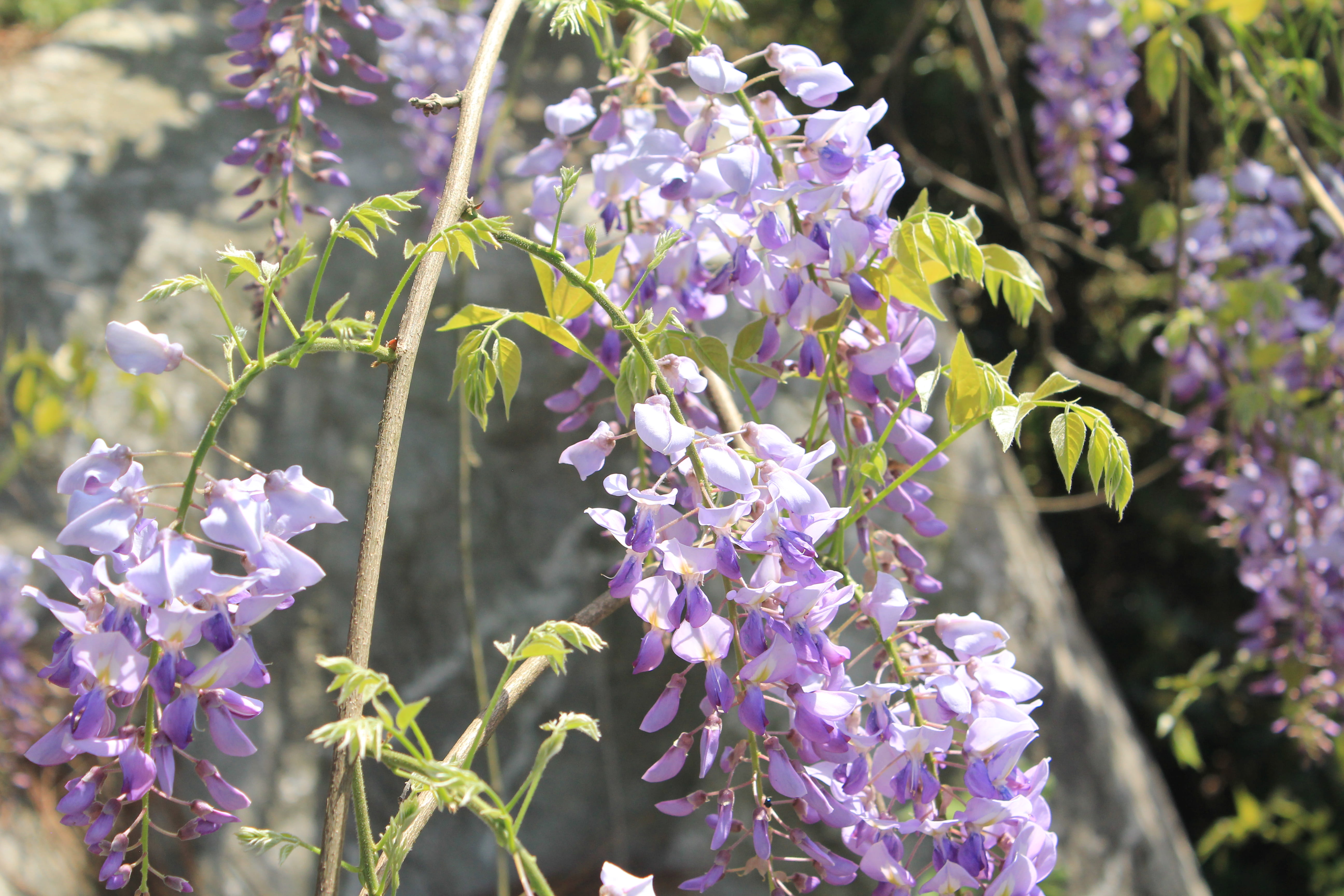 outdoors, no people, nature, freshness, focus on foreground, close-up, plant part, wisteria, leaf, 5K, flower, lavender, beauty in nature, spring, fragility, HD Wallpaper
