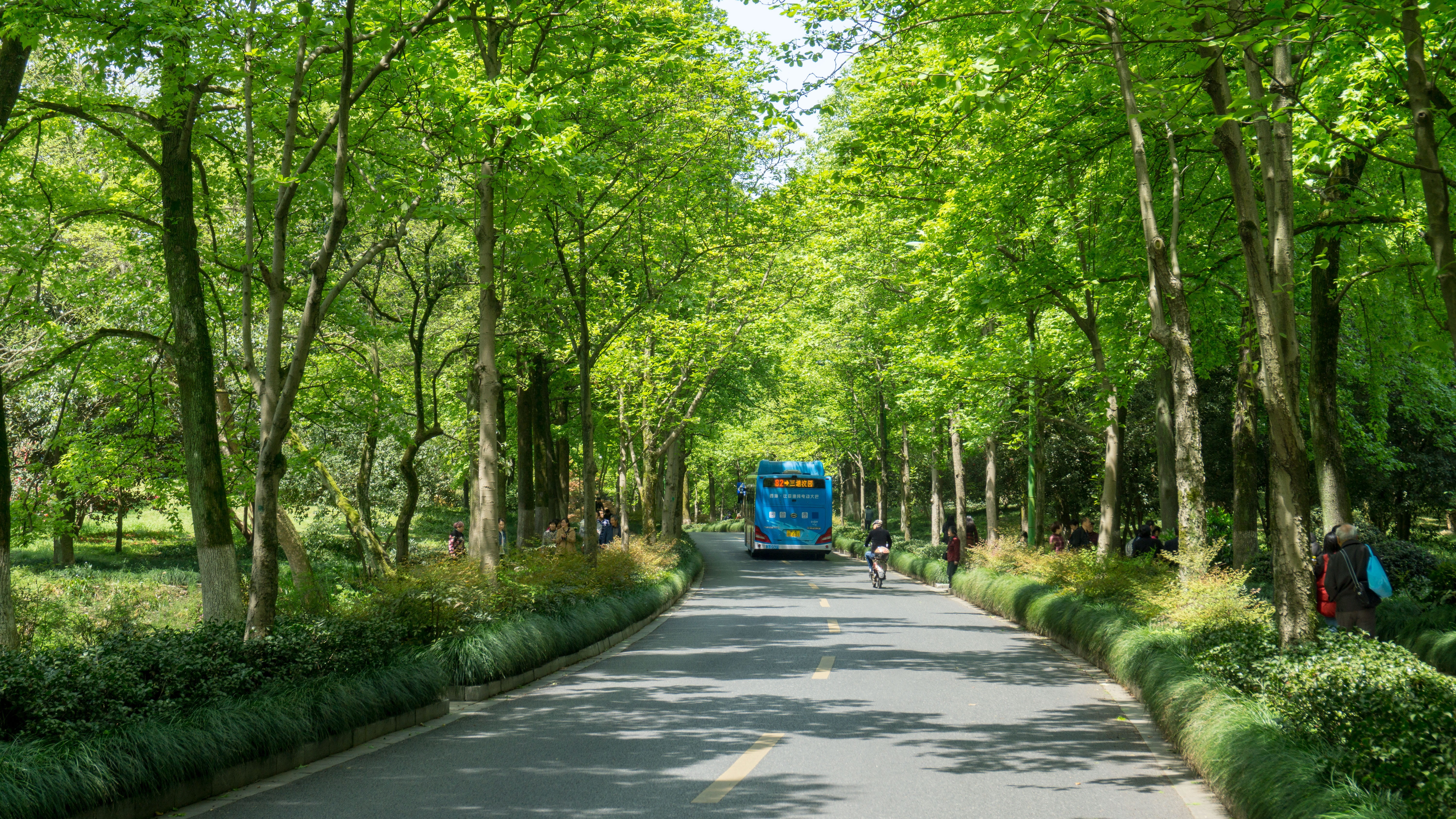tree, diminishing perspective, sun, incidental people, land vehicle, buses, treelined, tree trunk, environment, direction, the way forward, trunk, scene, HD Wallpaper