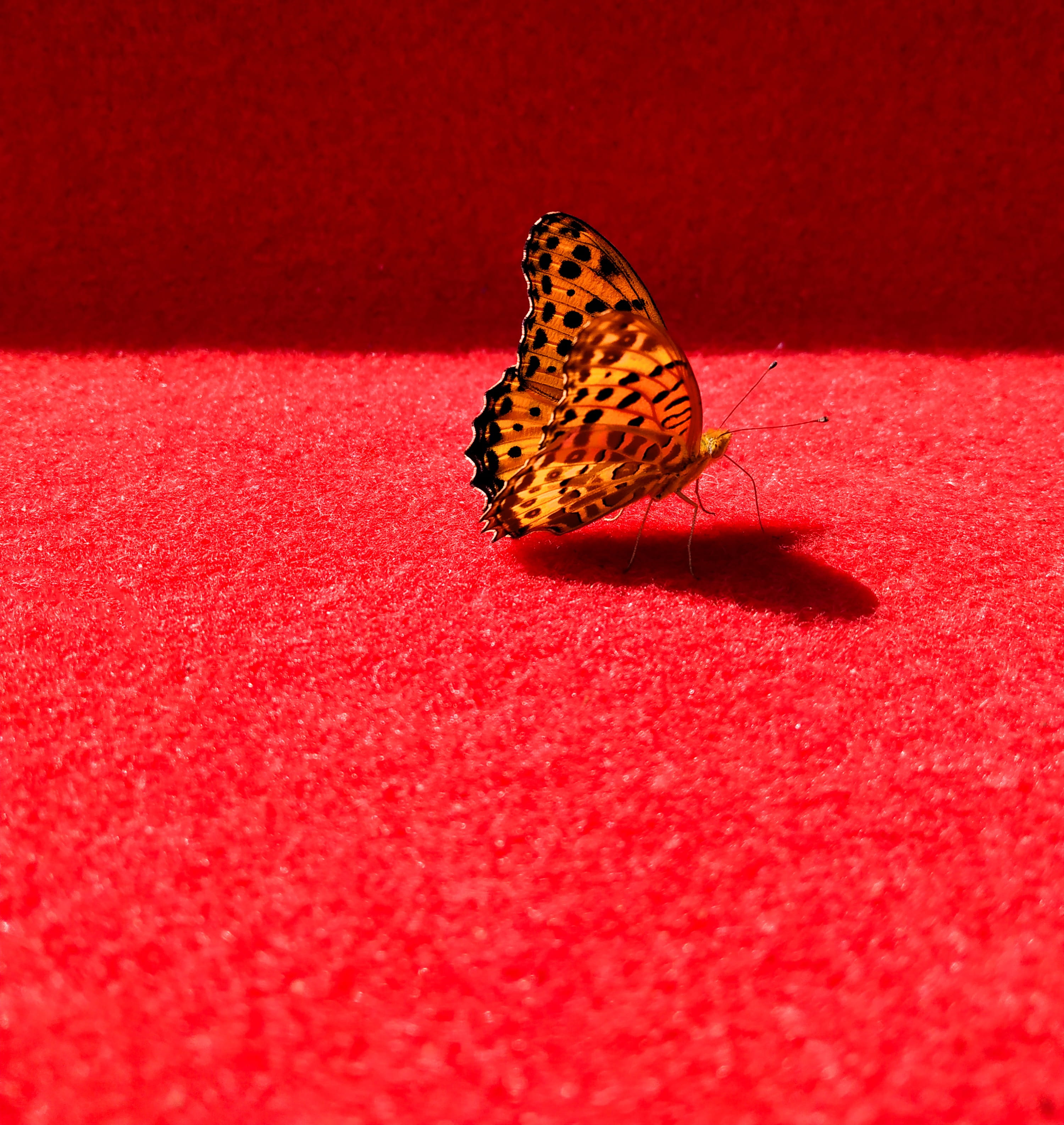 2K, national day, butterfly, the red carpet, nature, animals in the wild, one animal, close-up, hangzhou, red, studio shot, animal wildlife, animal themes, Phone HD Wallpaper