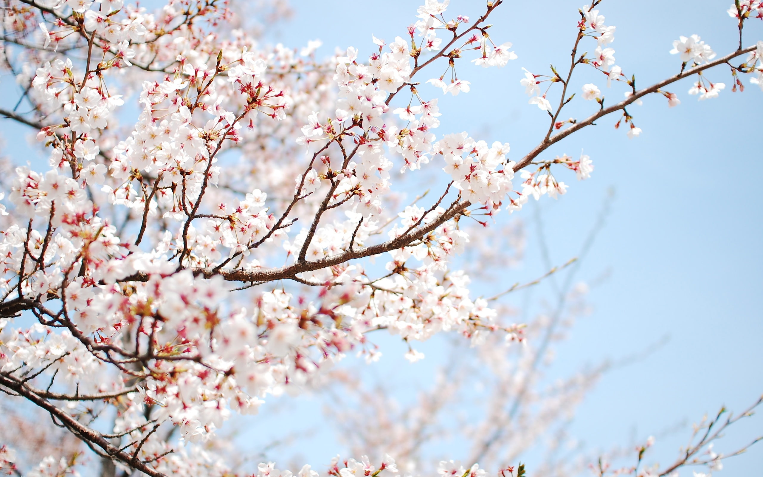 Pink, Blossoms, Twig, 2K, close, Spring, Cherry, HD Wallpaper