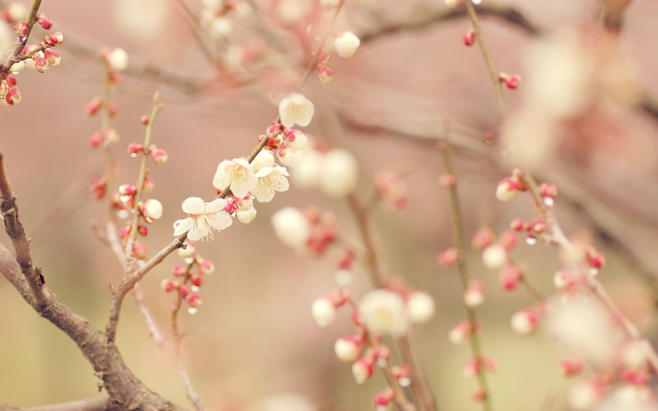 bud, blossom, cherry tree, freshness, nature, white, growth, pink, outdoors, japan, floral pattern, fragility, april, pink Color, day, vulnerability, springtime, HD Wallpaper
