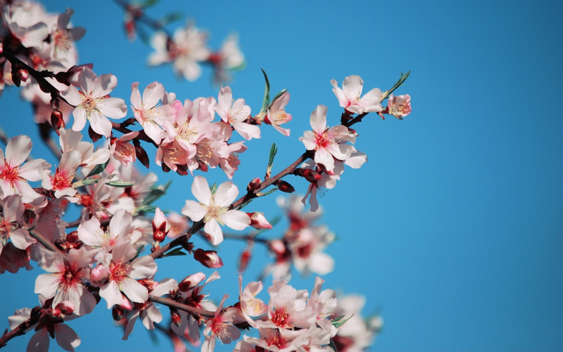 Twigs, Spring, Petals, Flowers, Cherry, Pink, Bloom, 1080P, HD Wallpaper