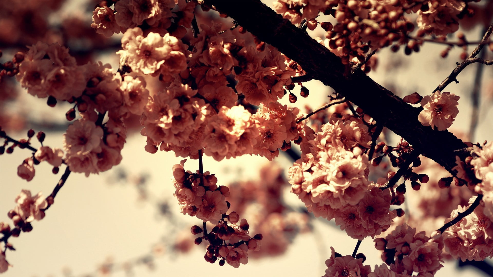 1080P, plants, flowering plant, fragility, springtime, vulnerability, focus on foreground, selective focus, petaled, purple, plant, twig, spring, close-up, HD Wallpaper