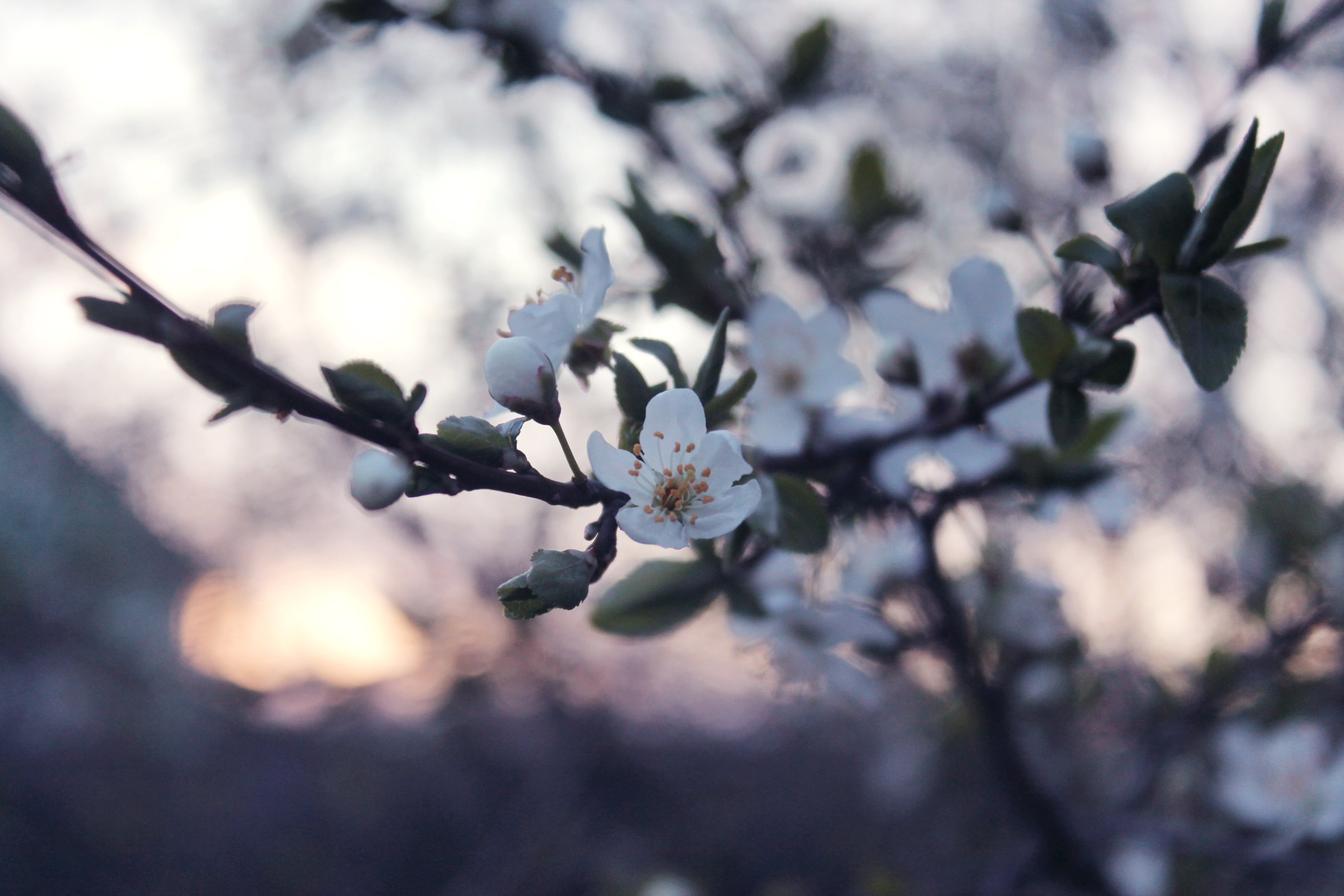 4K, tree, white color, branch, flower, growth, plant, fragility, outdoors, day, flowering plant, cherry blossom, no people, focus on foreground, freshness, HD Wallpaper