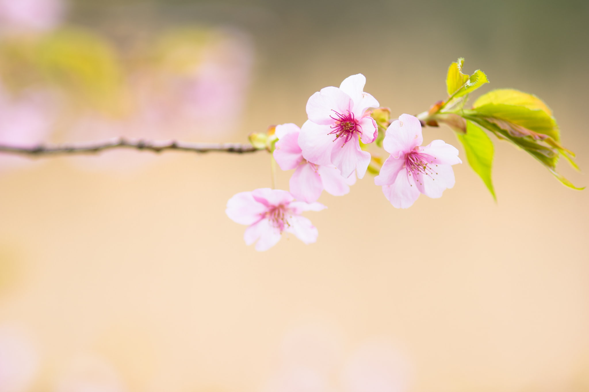 outdoors, pollen, flower, freshness, springtime, day, flowering plant, cherry tree, 1080P, no people, macro, fragility, close-up, beauty in nature, cherry blossom, HD Wallpaper