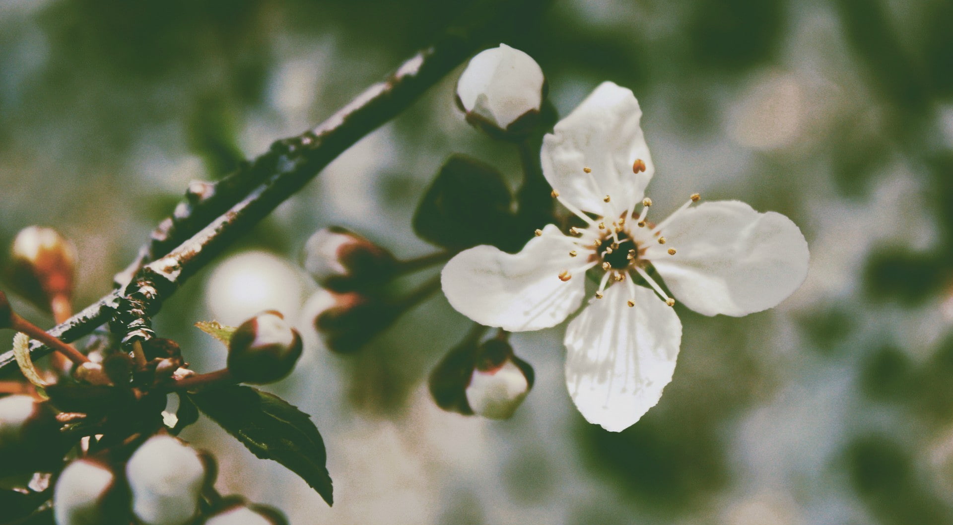 flowering plant, focus on foreground, 1080P, twig, flower head, plant, flower, branch, springtime, beauty in nature, nature, outdoors, blossom, white color, HD Wallpaper