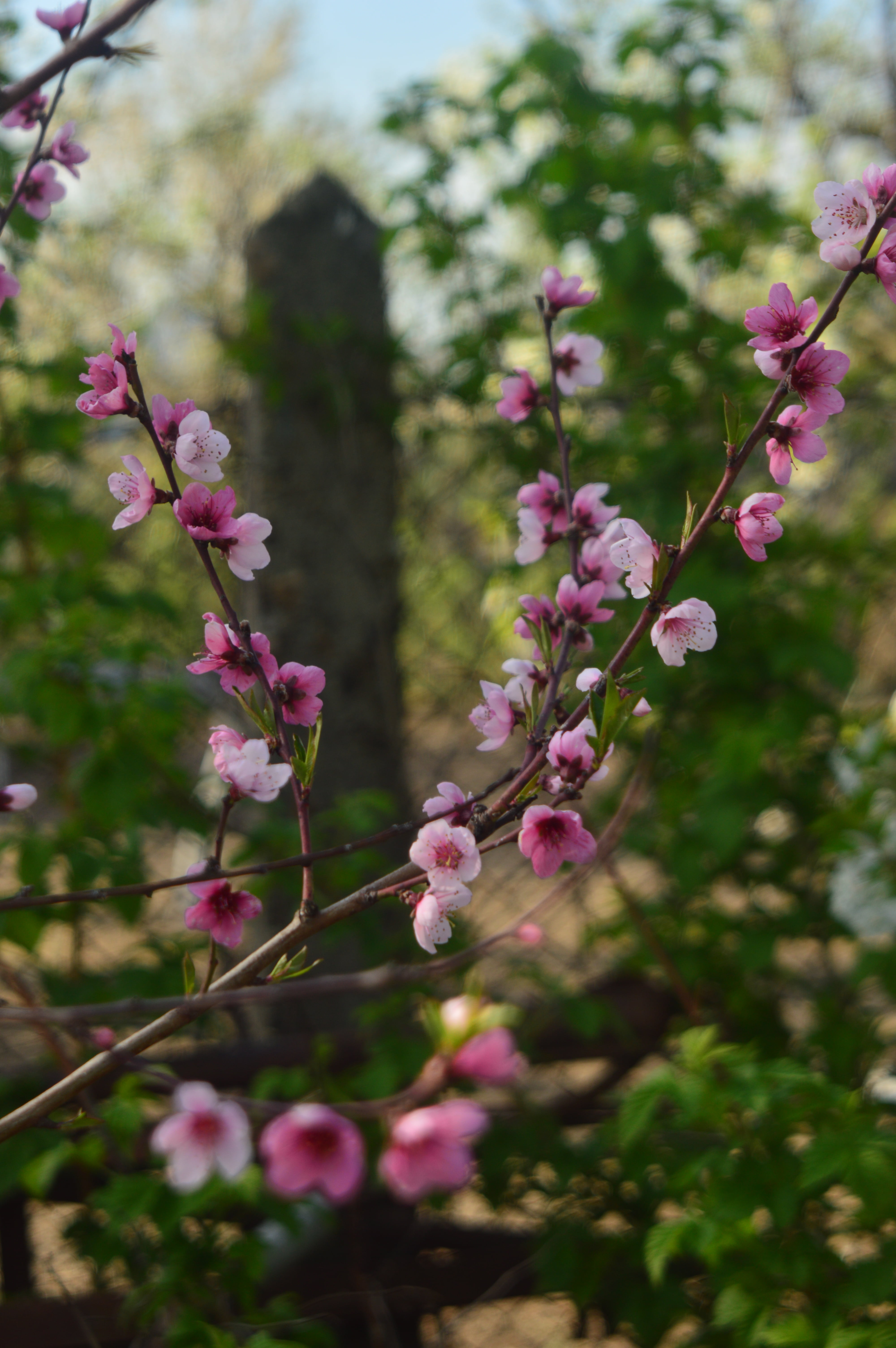 tree, no people, petal, outdoors, blossom, fragility, cherry blossom, pink color, plant, flower head, flowering plant, day, flower, depth of field, branch, Phone HD Wallpaper