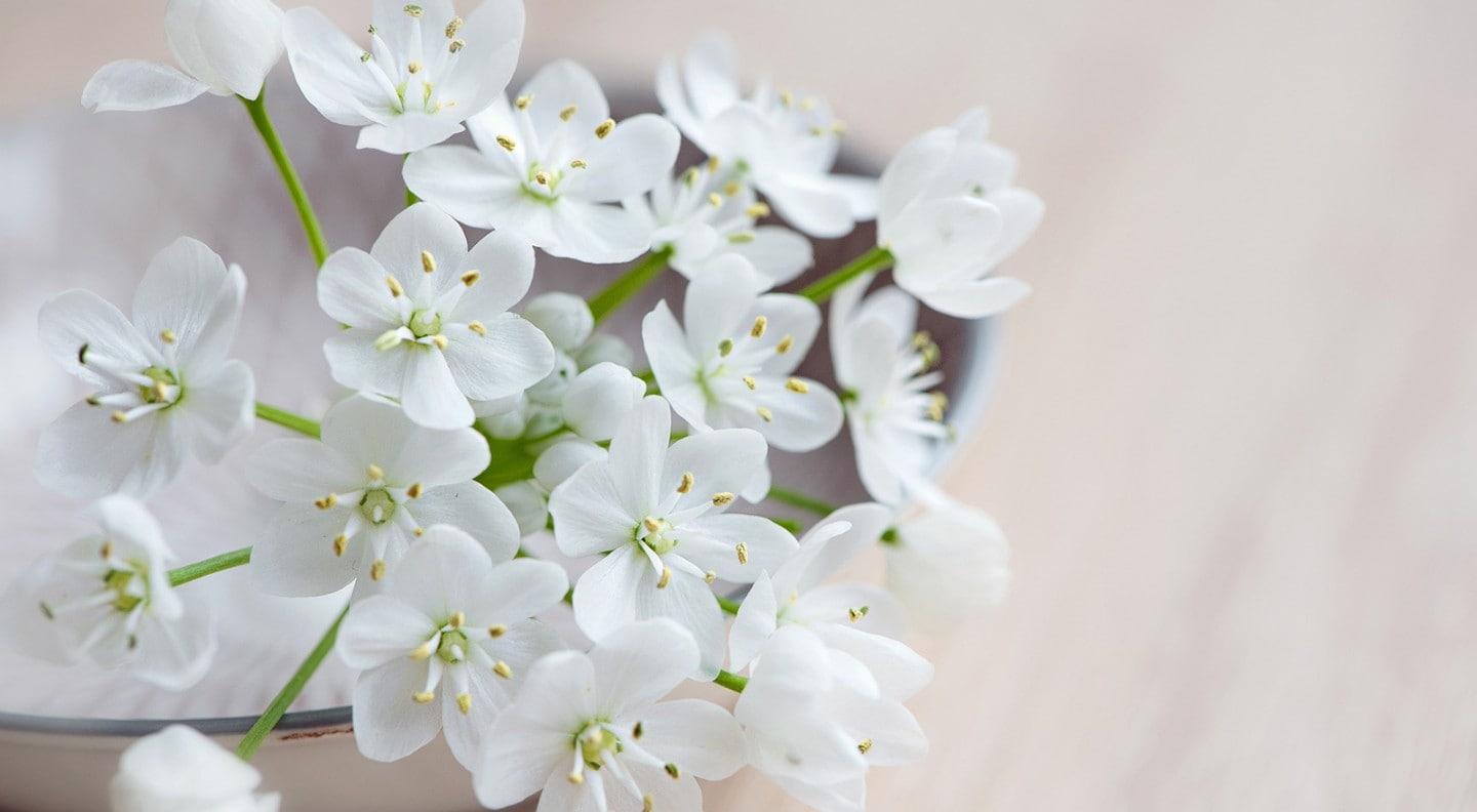 plant, close-up, blossom, selective focus, springtime, petal, freshness, flowering plant, inflorescence, pollen, growth, flower, vulnerability, cherry blossom, HD Wallpaper