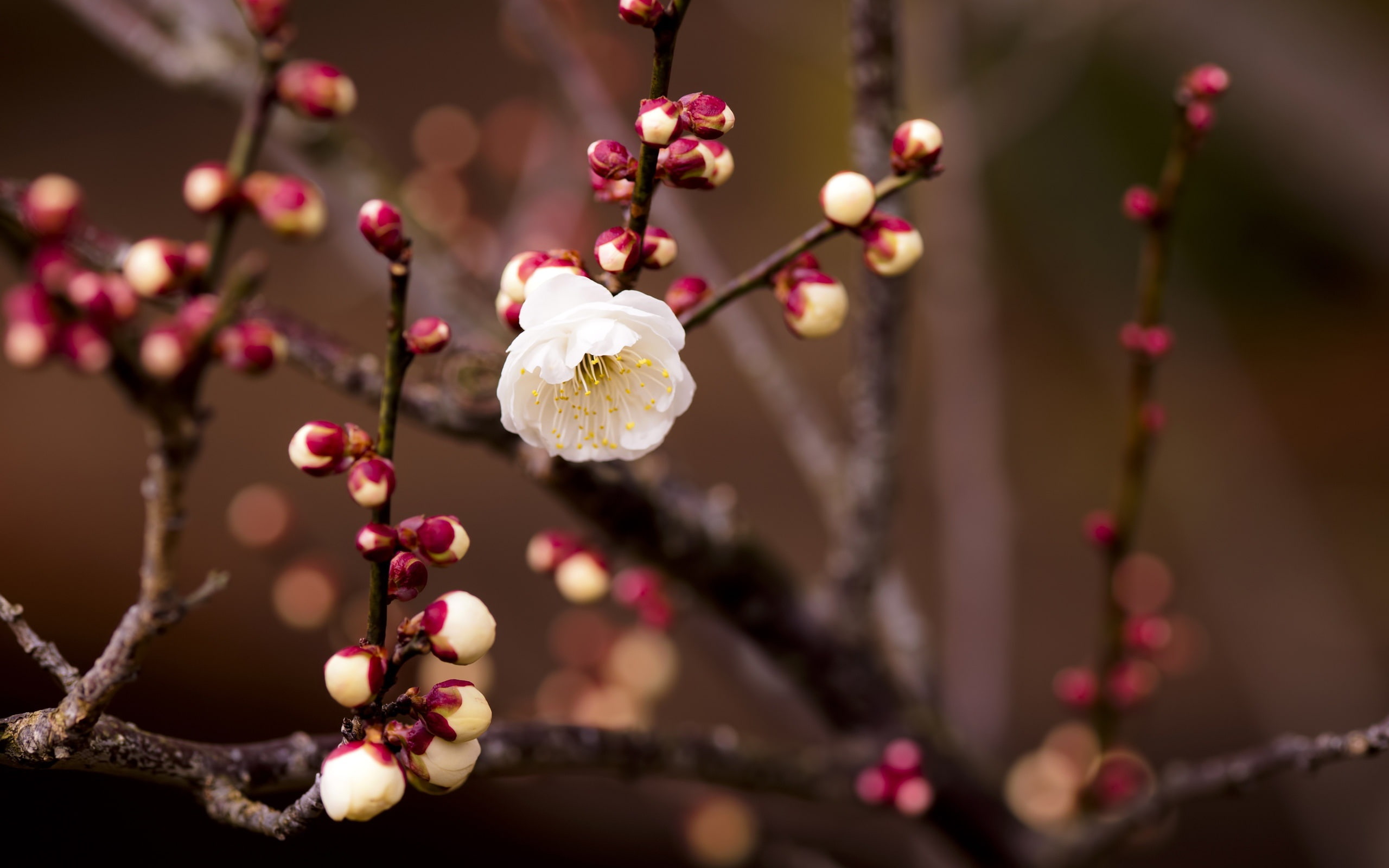 Twigs, 2K, White, Blurring, Cherry, Flowers, Buds, HD Wallpaper