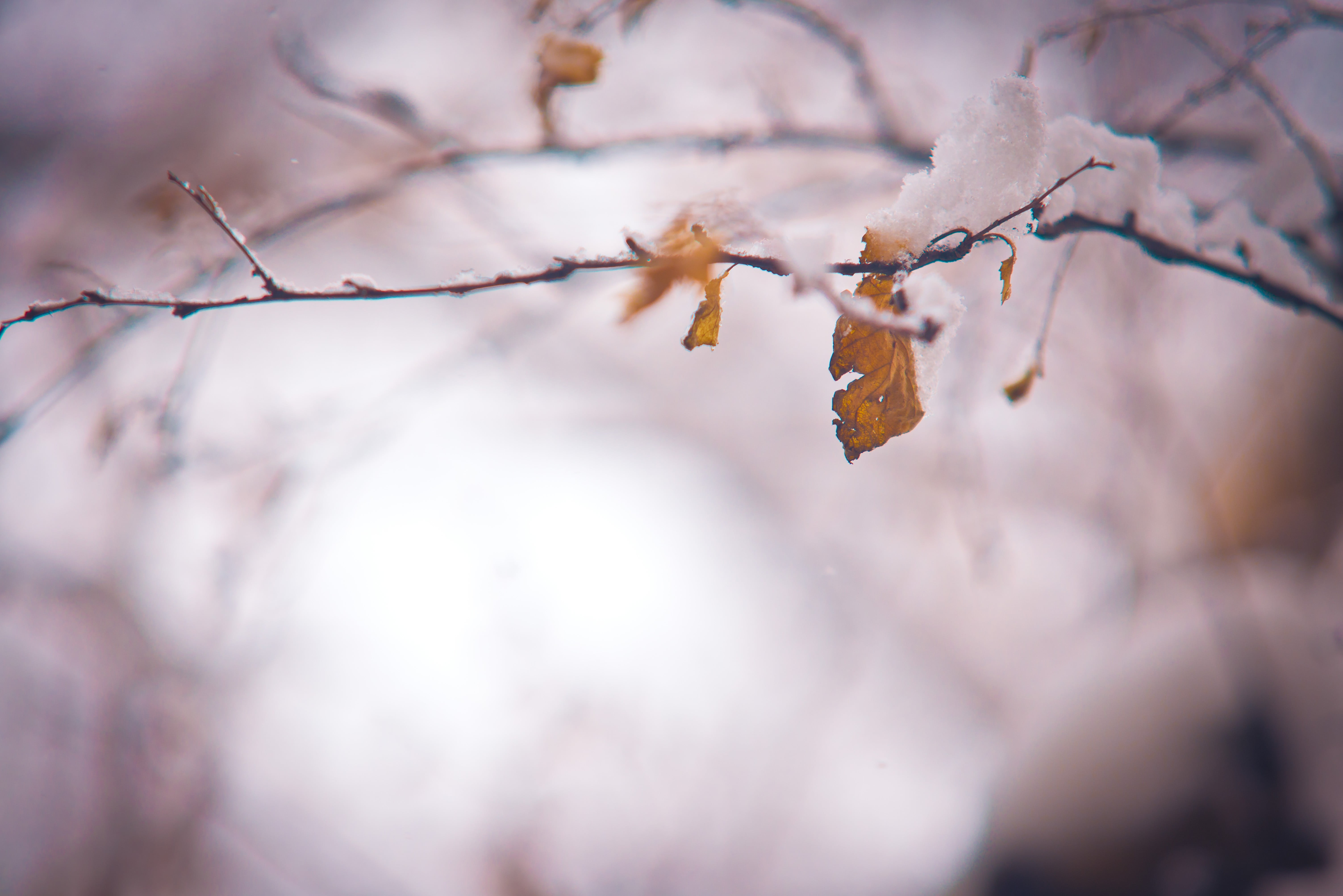 sky, pink Color, blue, change, selective, white, nature, fragility, branch, 5K, plant, day, frozen, color Image, cherry blossom, beauty In Nature, brown, HD Wallpaper