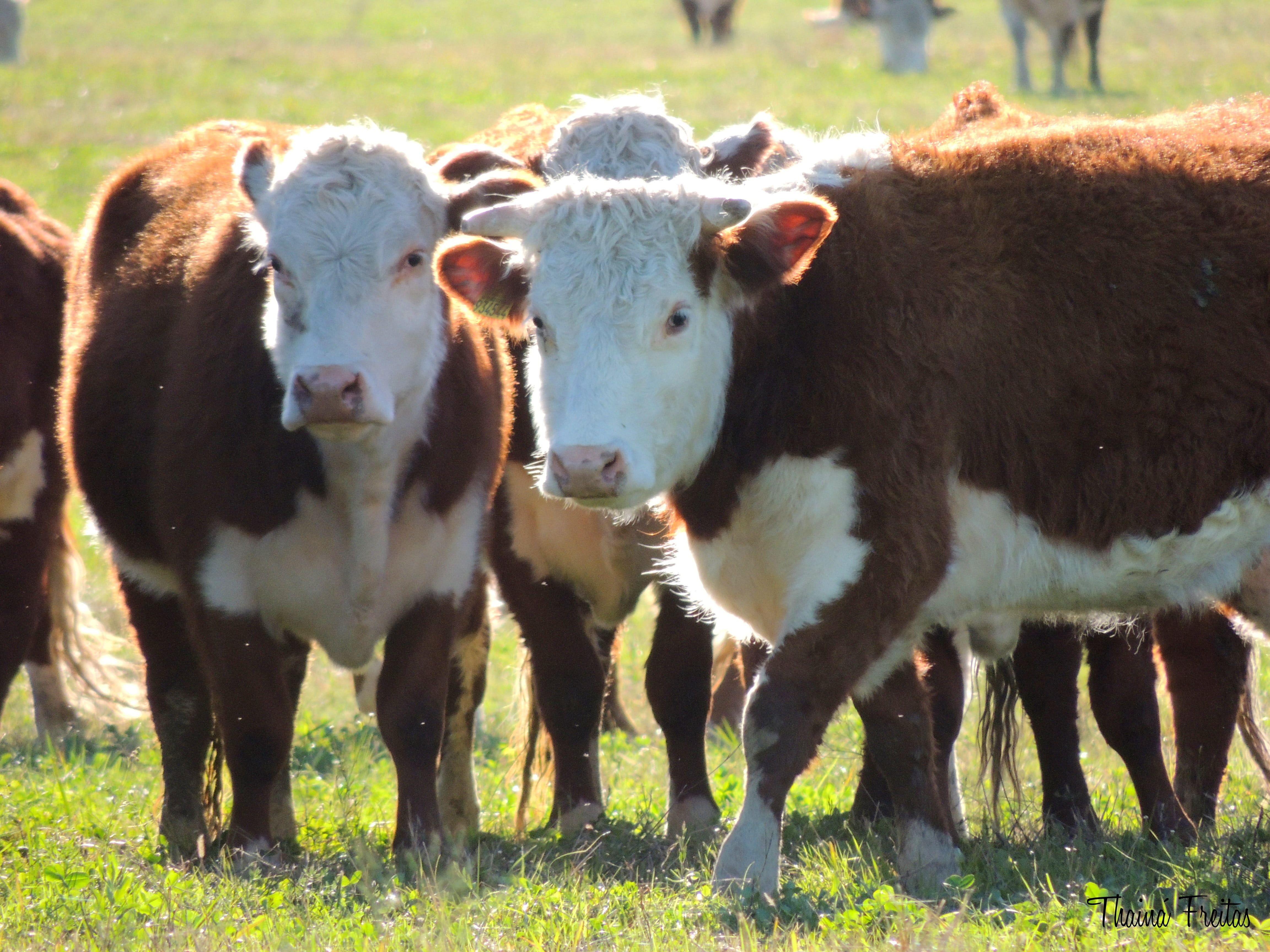 4K, outdoors, livestock, grass, vertebrate, calf, cattle, animals, group of animals, sunlight, animal themes, meat, mammal, animal, hereford, domestic, HD Wallpaper