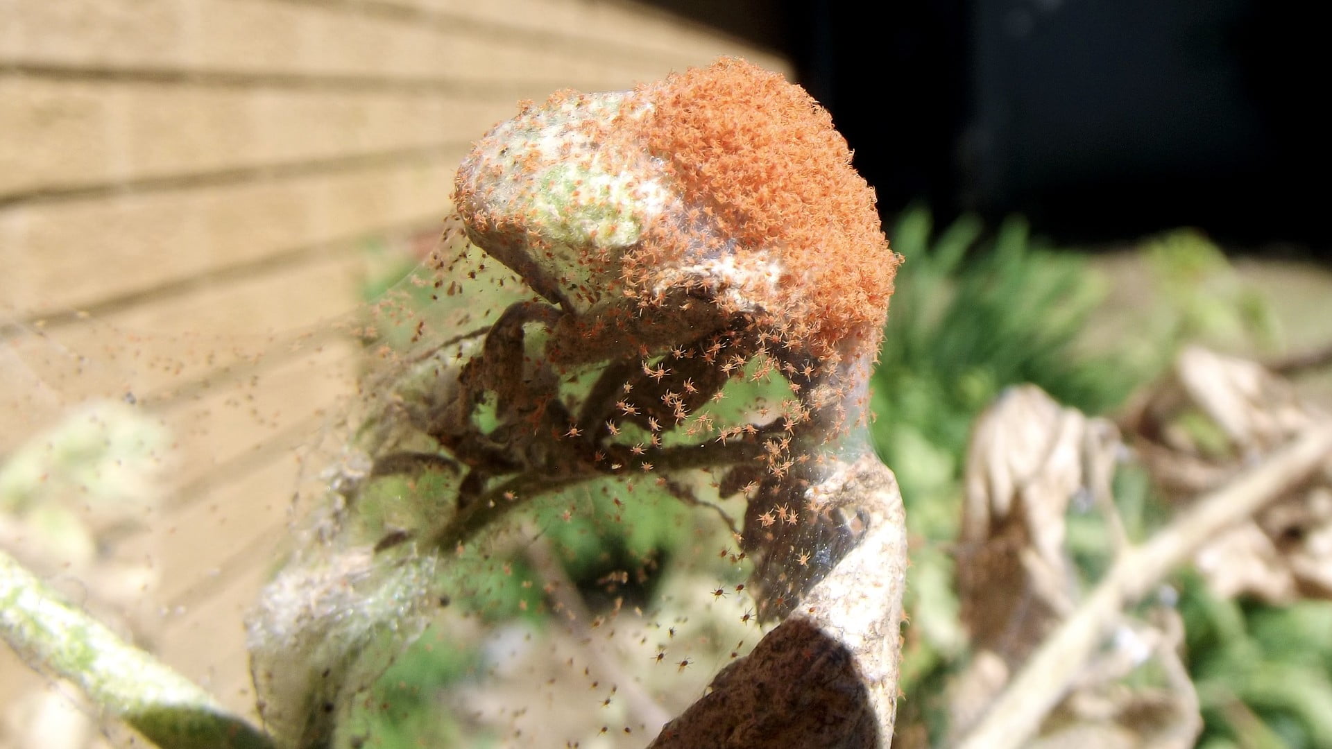 stone, sunlight, food and drink, textured, nature, fragment, old, metal, rusty, insect, solid, day, plant, selective focus, 1080P, single object, close-up, HD Wallpaper
