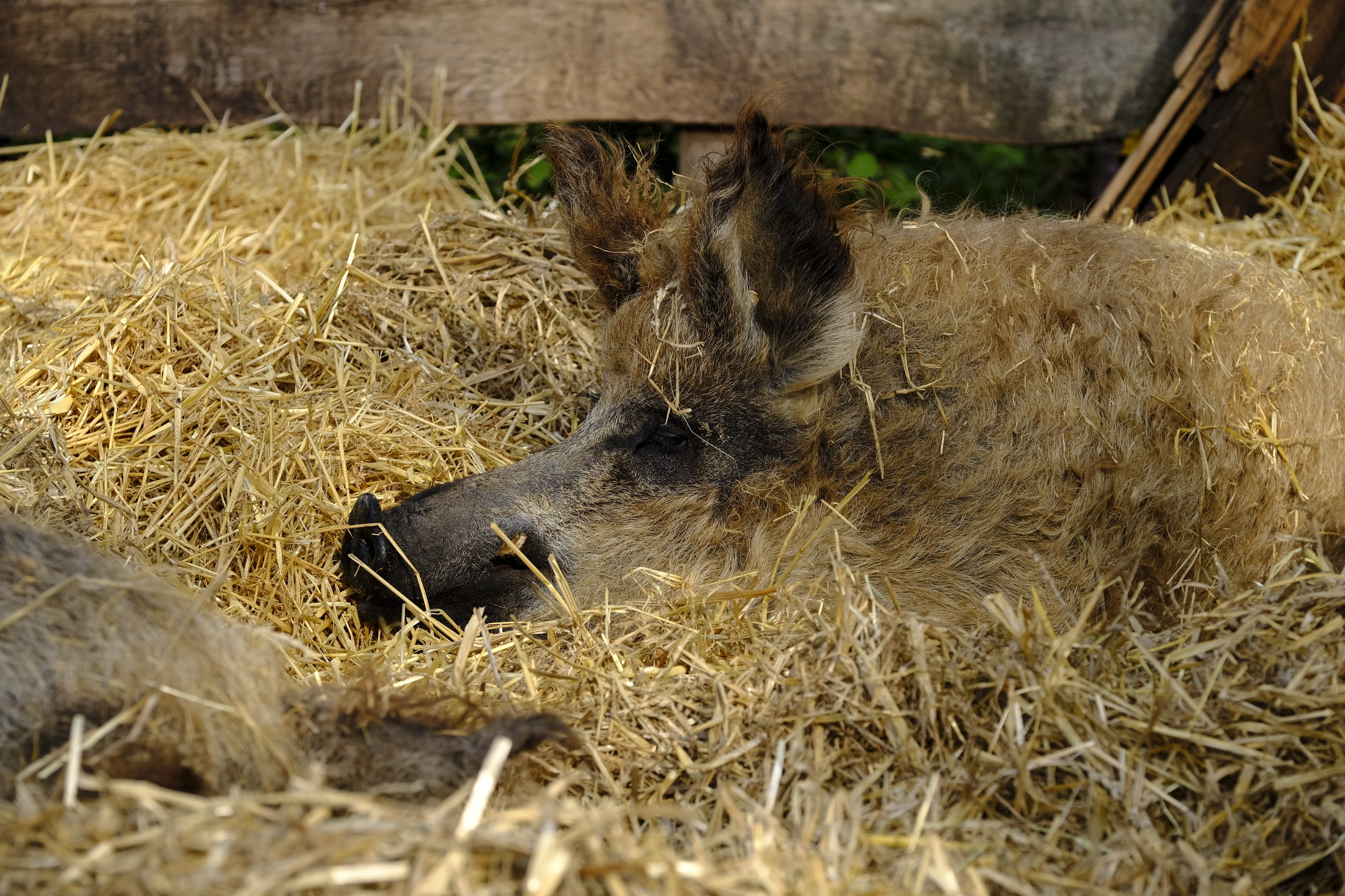 domestic, mammal, sheep pig, pets, animals in the wild, straw, pig, vertebrate, sleeping, no people, one animal, 5K, stall, outdoors, plant, hay, hungarians, HD Wallpaper