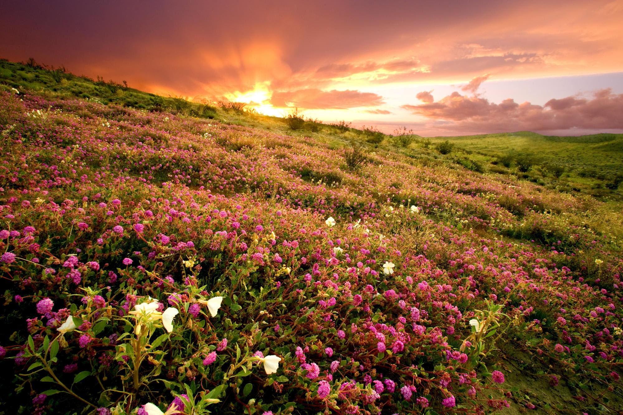 landscape, field, glorious, 1080P, 3d and abstract, flowers, day, HD Wallpaper