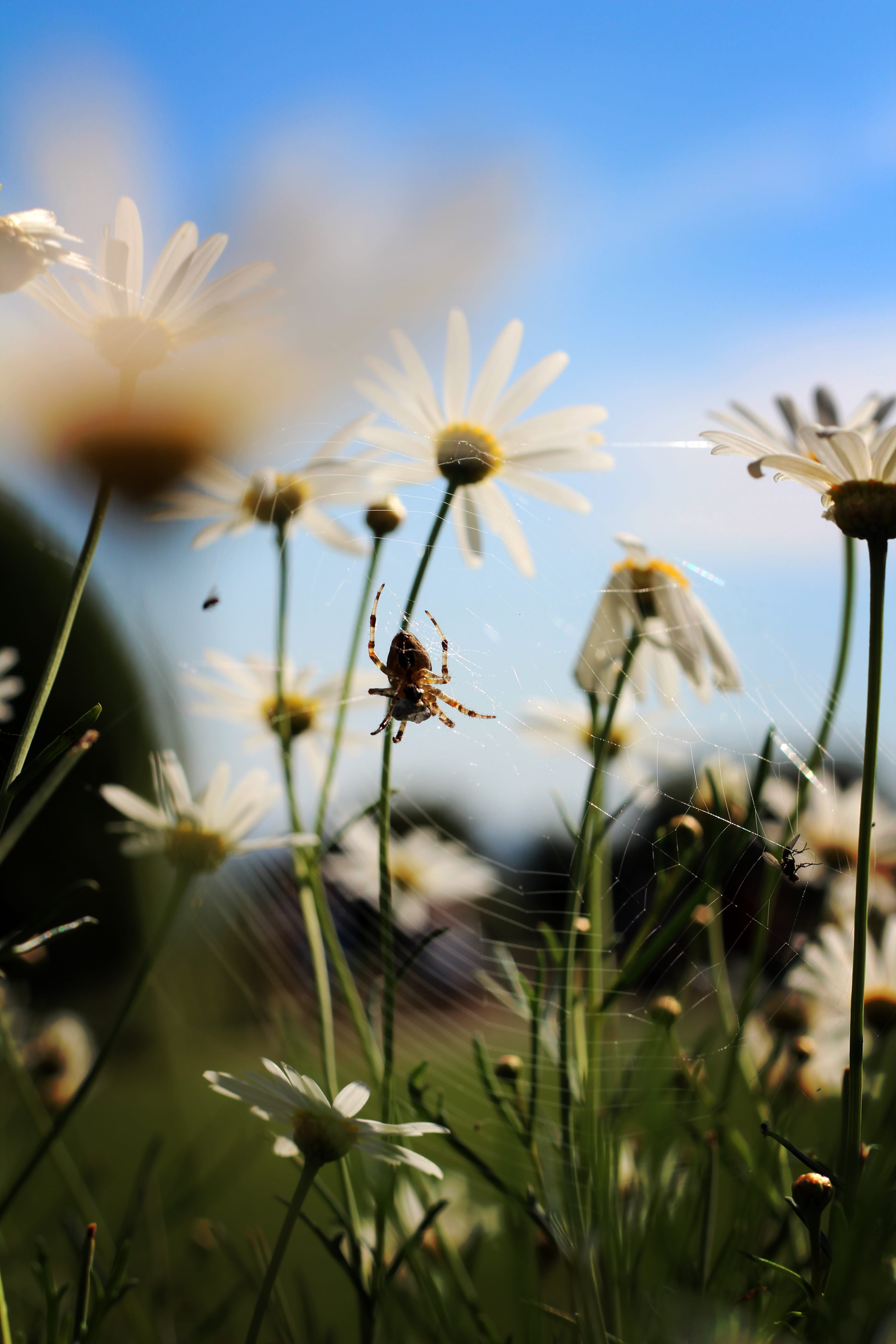 flower, sunny, flower head, wises lane, sky, vulnerability, wildlife, animal themes, nature, close-up, animal wildlife, web, daisy, 5K, no people, animals in the wild, Phone HD Wallpaper