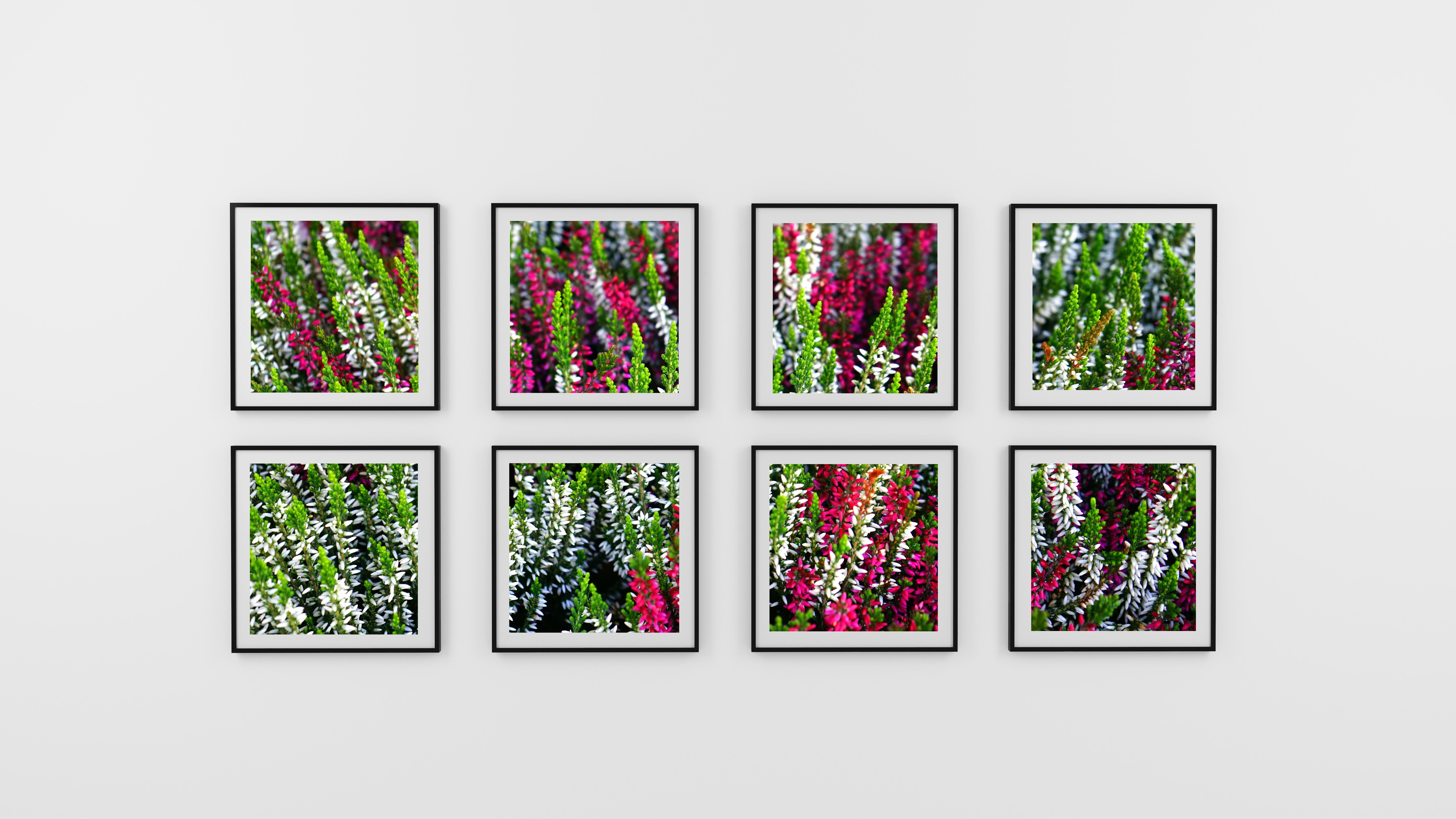 image, photo, illustration, exhibit, eight, indoors, window, glass - material, nature, shape, flower, architecture, wall, plant, in a row, design, flowers, HD Wallpaper