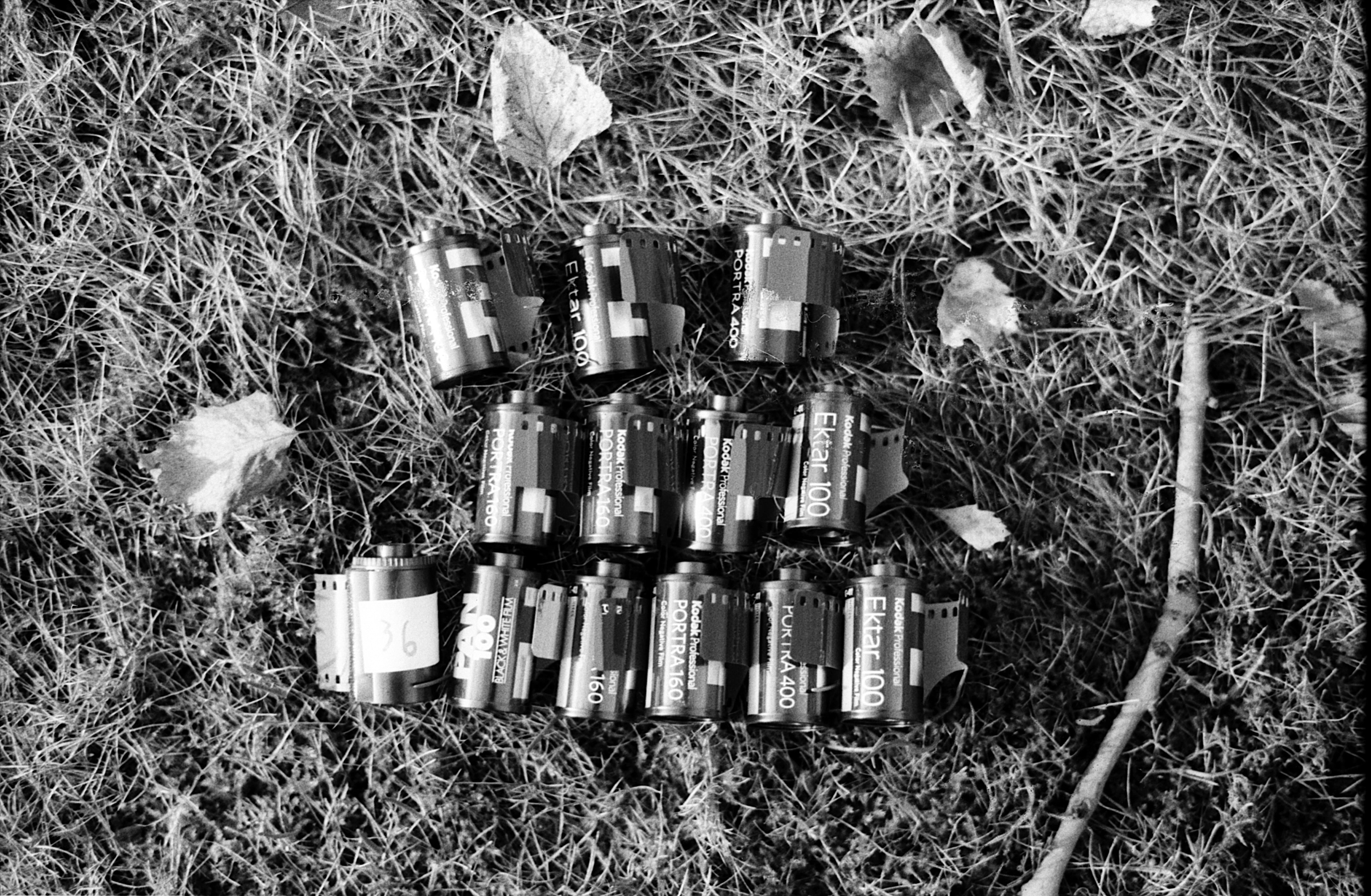 Canisters, growth, land, picture, tree, negative, analog, outdoors, metal, bottle, film canisters, container, format, high angle view, photo, film photography, HD Wallpaper