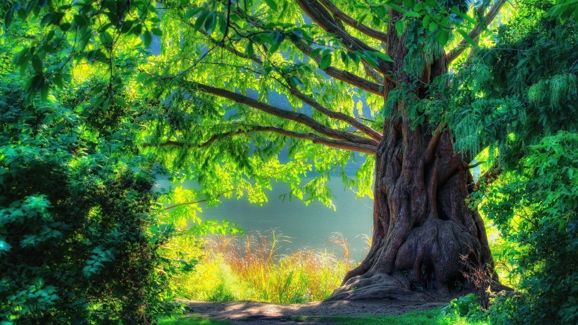 nature, beauty in nature, growth, tranquility, trees, no people, non-urban scene, foliage, tranquil scene, digital art, tree, forest, rainforest, outdoors, HD Wallpaper