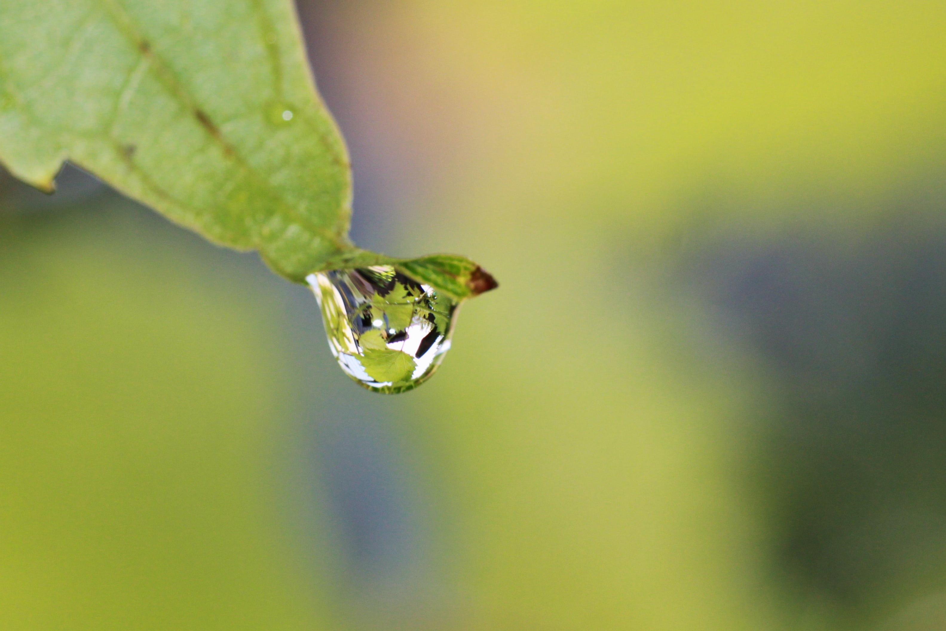 no people, day, leaf, refreshment, surface tension, mirroring, transparent, raindrop, 2K, animal themes, sparkle, selective focus, plant part, animal wildlife, HD Wallpaper