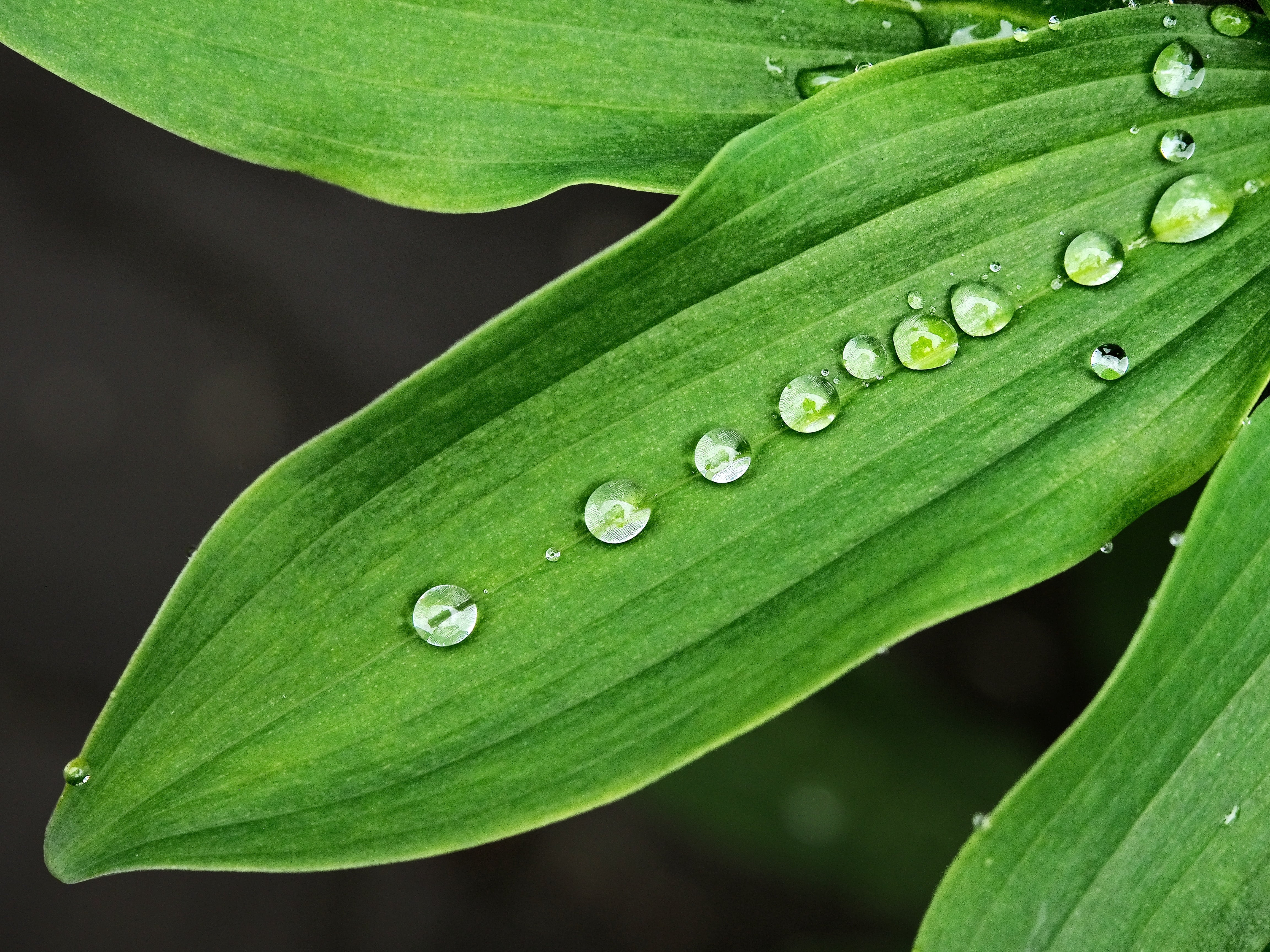 nature, close-up, beaded, dew, wet, green Color, repulsion, freshness, environment, blade of grass, raindrop, backgrounds, growth, weather, plant, surface, HD Wallpaper