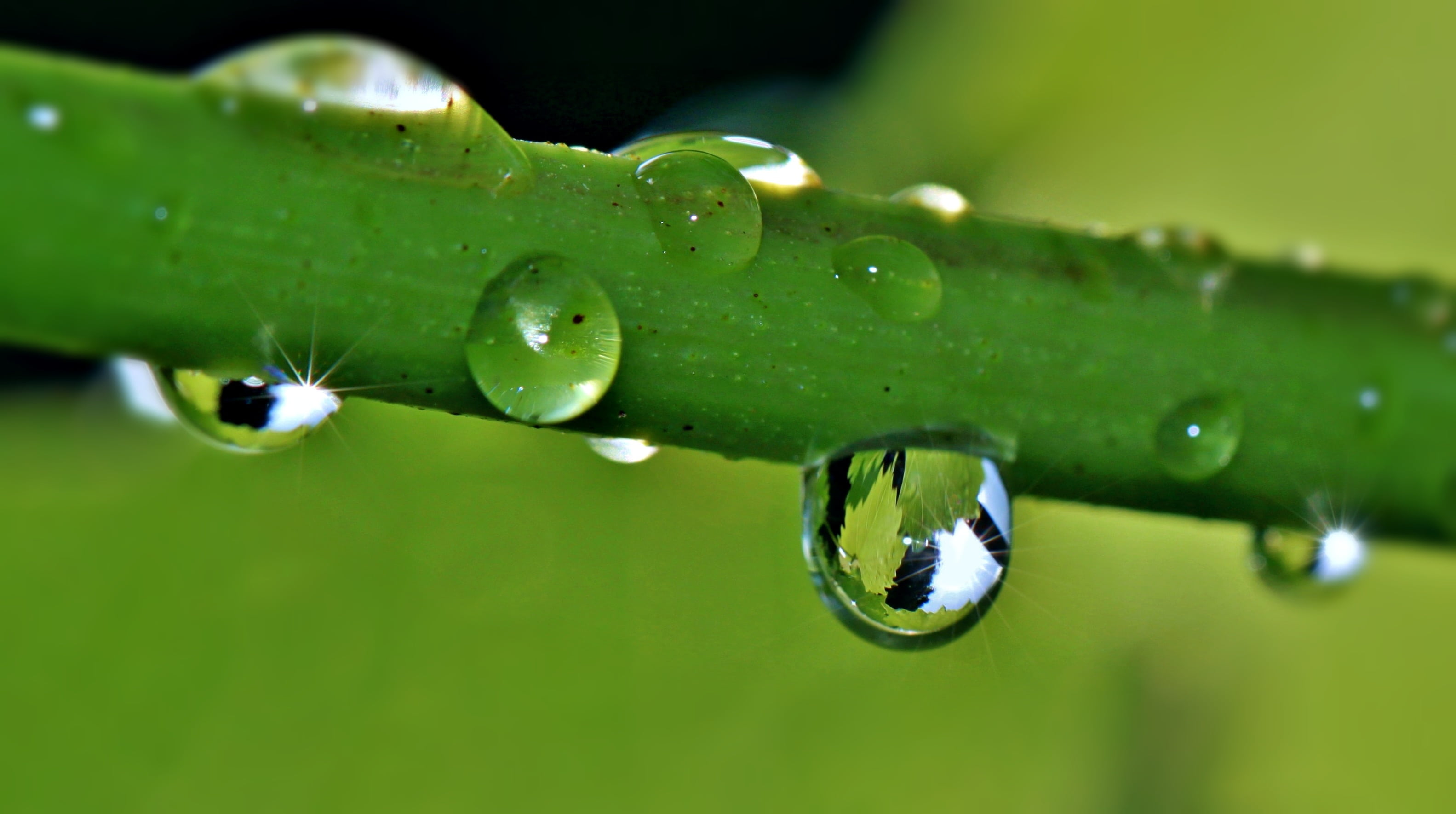 sunlight, rain, 2K, leaf, sparkle, vine, selective focus, shiny, beauty in nature, liquid, green plant, environment, surface tension, focus on foreground, HD Wallpaper