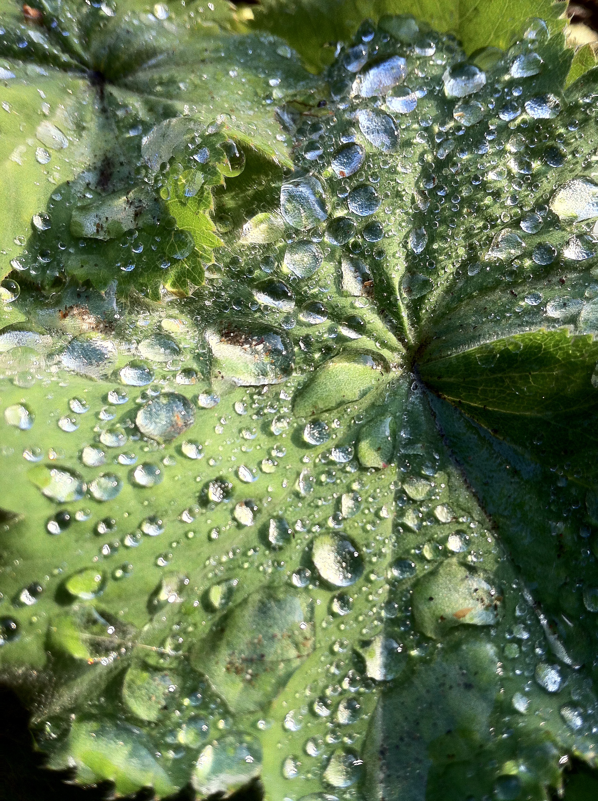 green, dew, lighting, 2K, drop of water, garden, close-up, surface tension, moisture, macro photo, water, outdoors, full frame, raindrop, day, growth, Phone HD Wallpaper