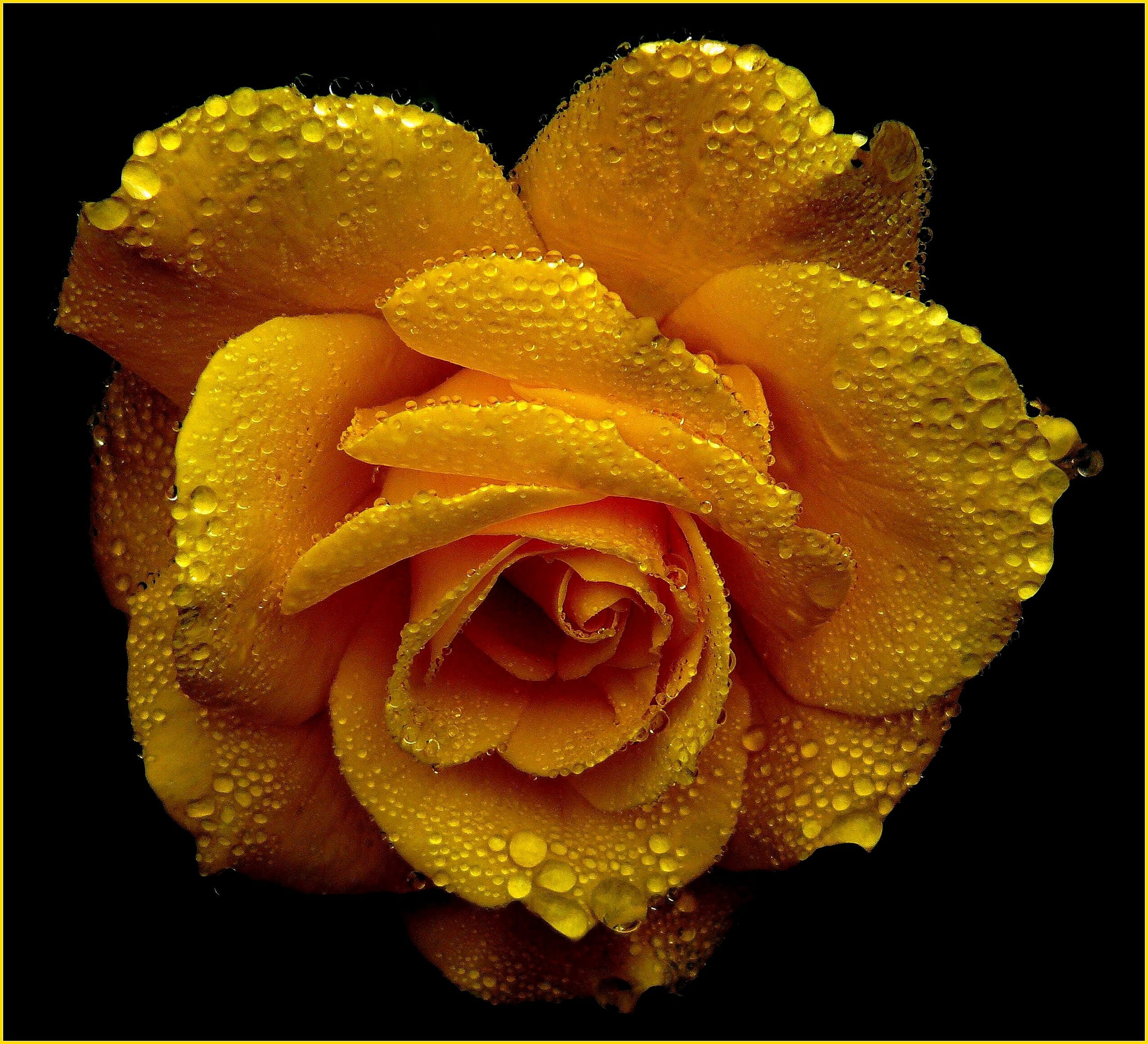 rose bloom, indoors, fragility, view, plant, rosenblatt, close up, flowering plant, 1080P, close, beauty in nature, lighting, dew, wet, sparkle, roses, HD Wallpaper