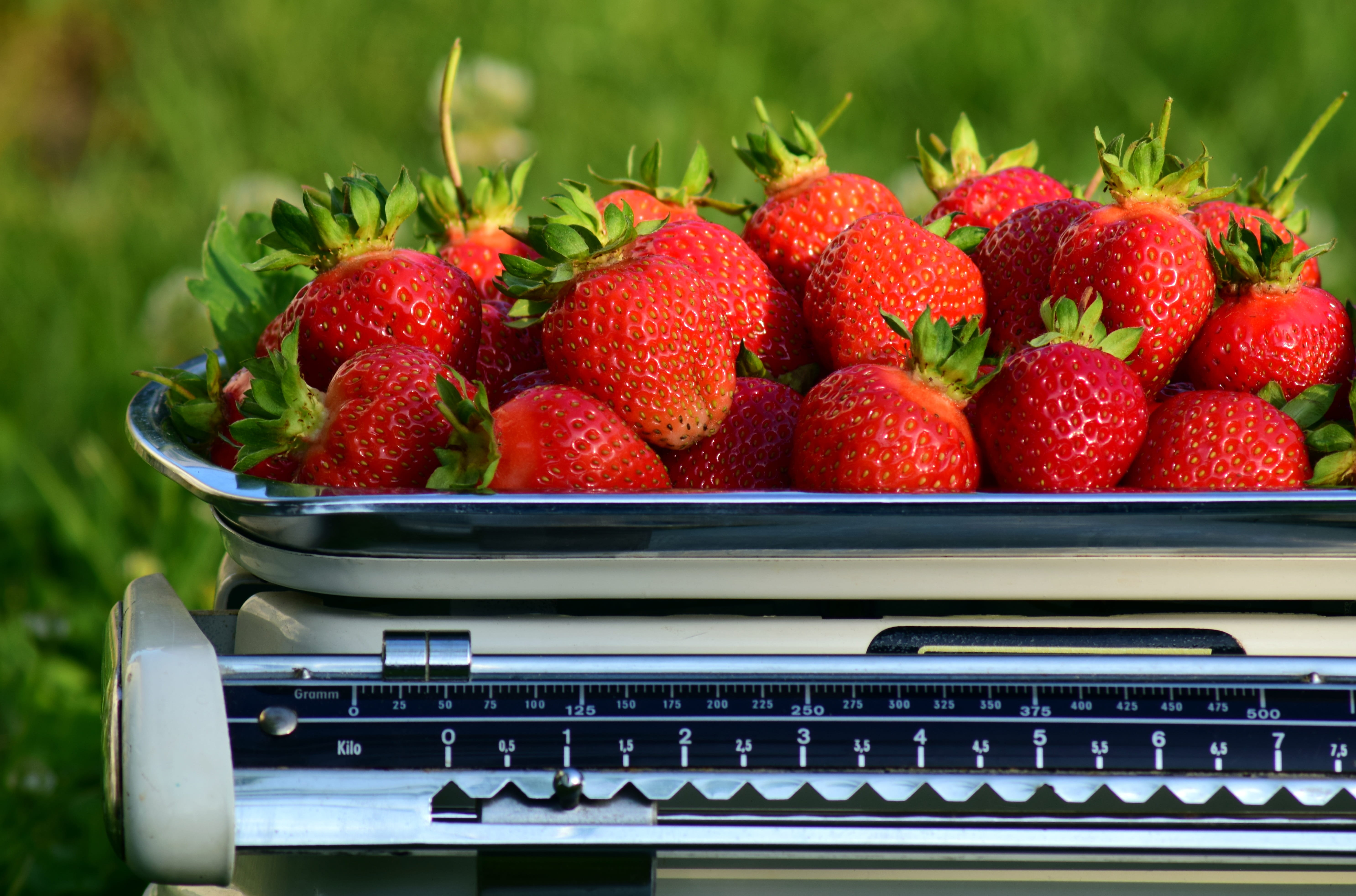 5K, old scale, food, biography work, communication, horizontal, metal, strawberries, red, vitamins, ripe, food and drink, wellbeing, household scale, computer, HD Wallpaper