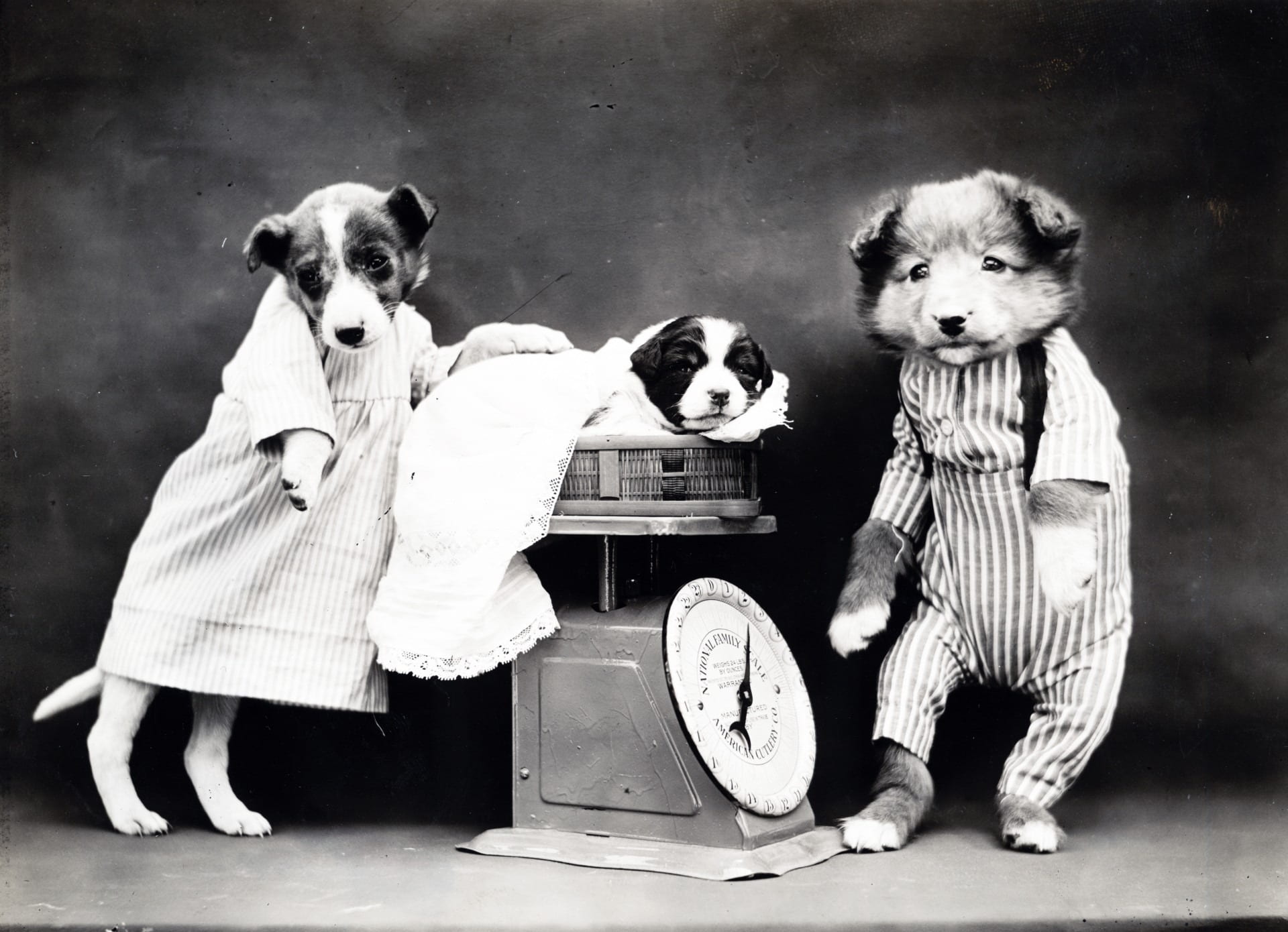 weighing scales, baby, retro styled, pet, puppy, small, domestic, animals, sitting, dogs, weighing, three, people, full length, greyscale, photography, HD Wallpaper