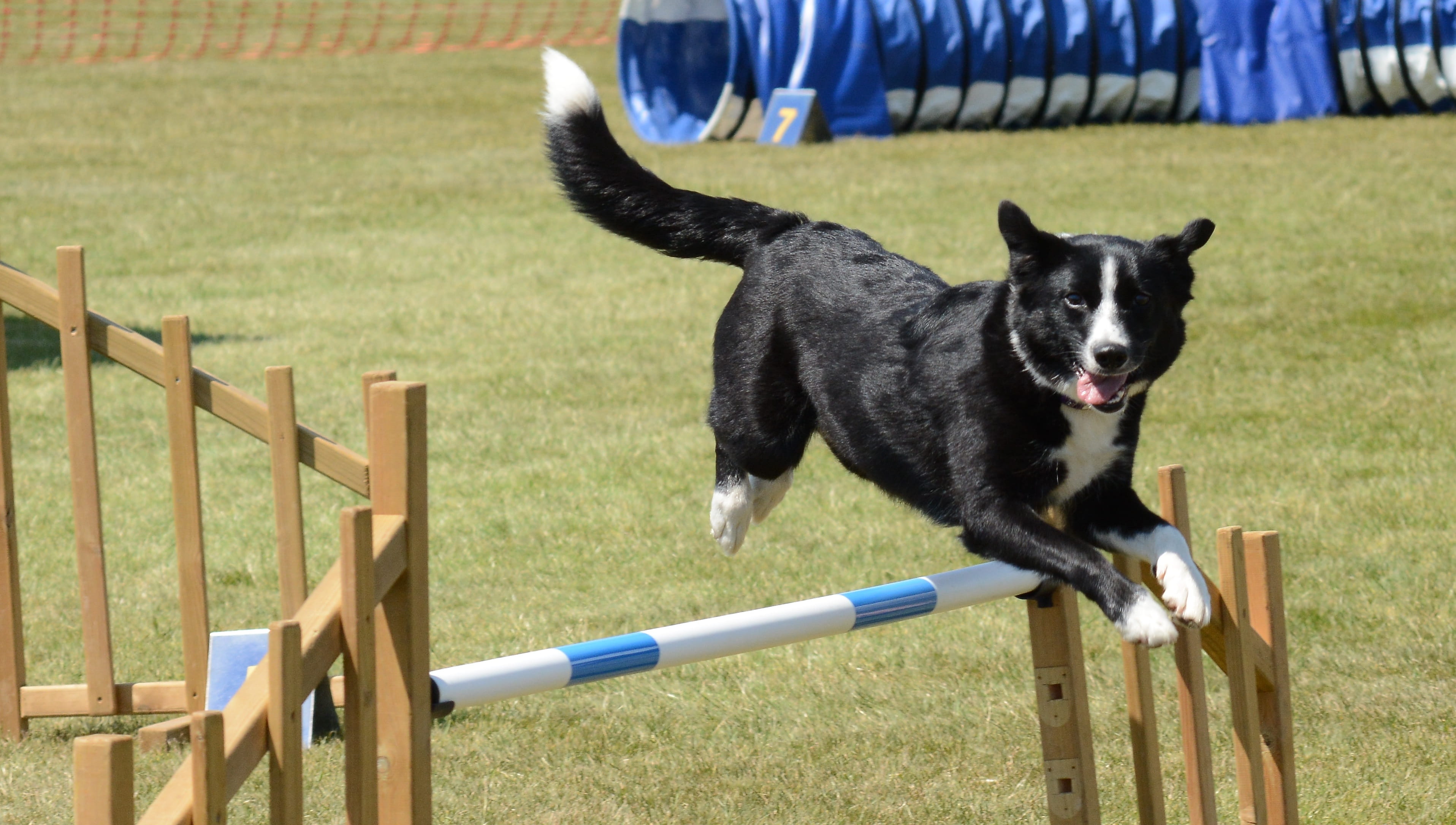 summer, motion, boundary, sport, canine, pets, outdoor, purebred dog, one animal, 2K, domestic, jump, domestic animals, day, wood - material, active, animal, HD Wallpaper