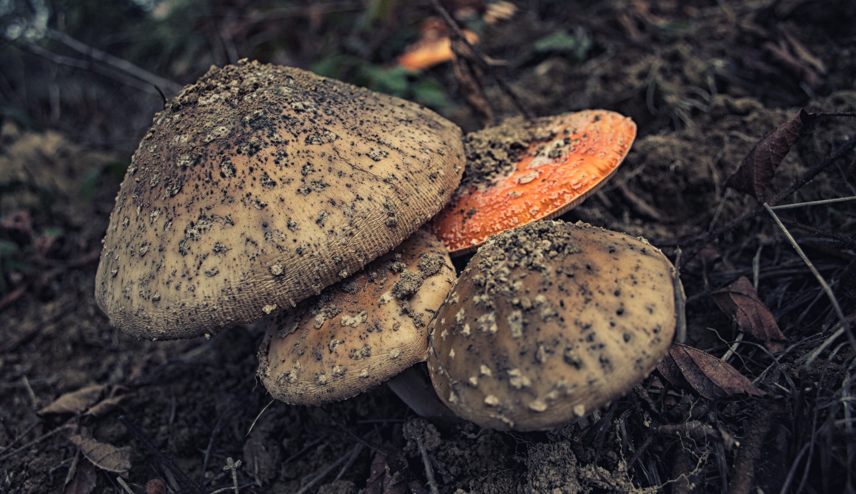 food, food and drink, do not eat, deadly, nature, high angle view, toadstool, natural, it will kill you, grass, healthy eating, color, gloomy, forest, day, HD Wallpaper