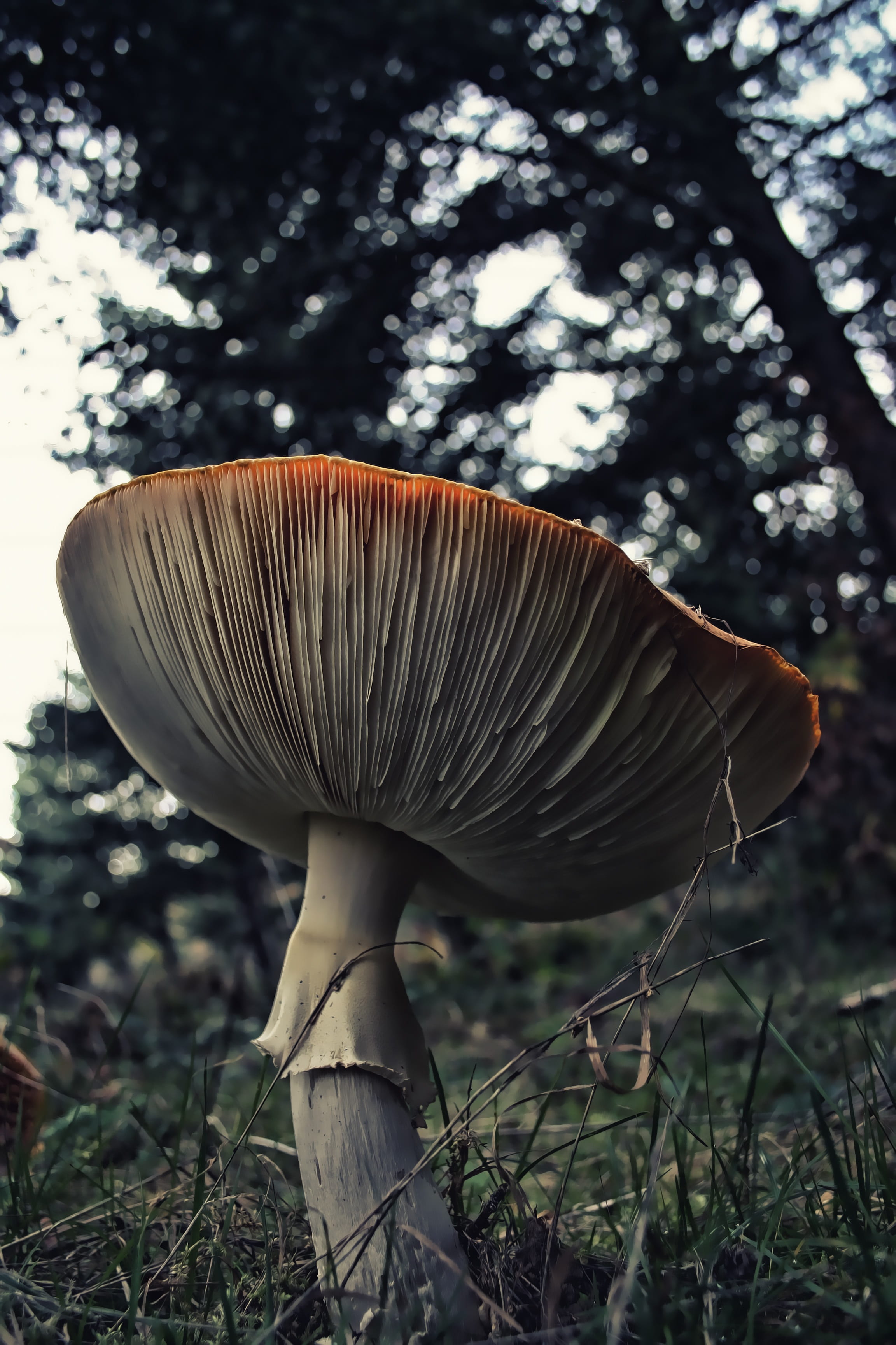 tree, red cap, natural, color, mushroom, vulnerability, beauty in nature, food, toadstool, plant, forest, deadly, hat, dark, red, do not eat, vegetable, Phone HD Wallpaper