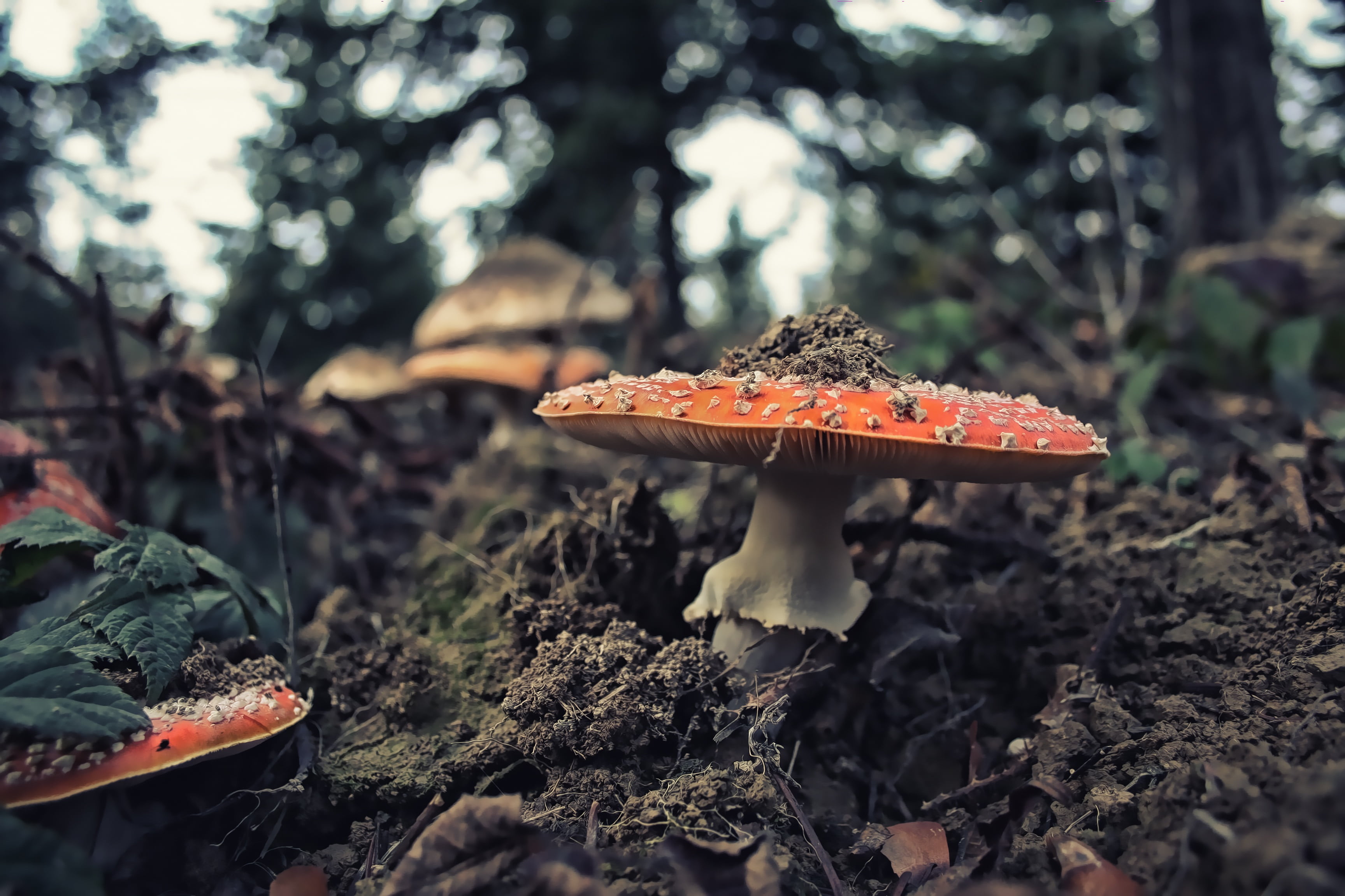cap, color, day, ground, fungus, growth, forest, beauty in nature, poison, red, do not eat, fungi, deadly, macro, no people, focus on foreground, hat, natural, HD Wallpaper