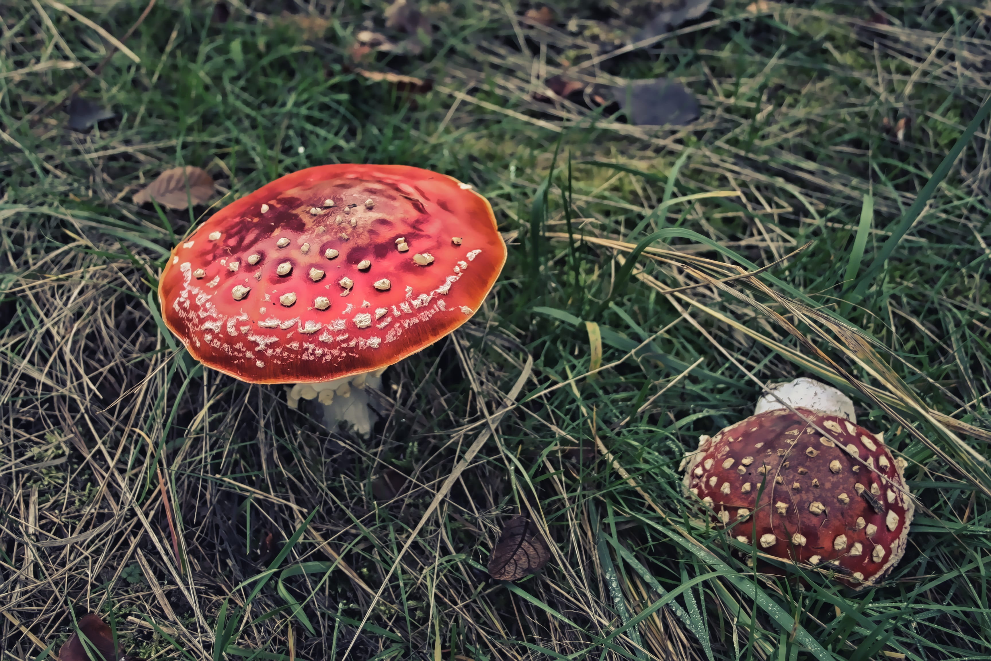 cap, ground, grass, plant, no people, wild, forest, outdoors, red, gloomy, poisonous, deadly, 2K, land, macro, growth, poison, natural, freshness, red cap, HD Wallpaper