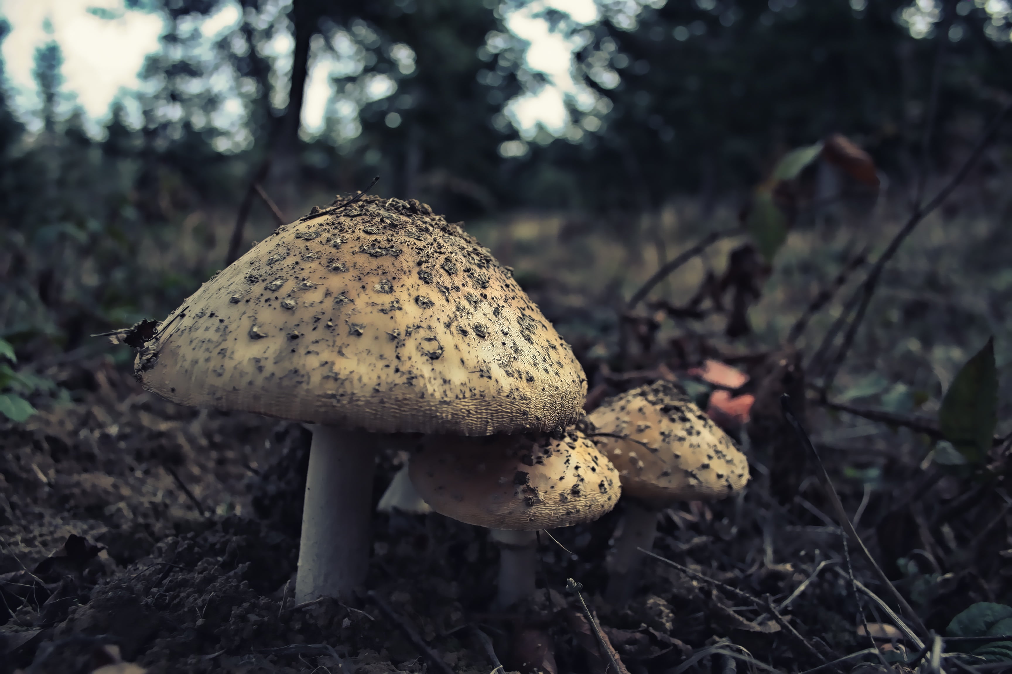 plant, growth, color, do not eat, poison, fungi, vulnerability, autumn, dark, beauty in nature, mushroom, fragility, food, no people, natural, ground, land, HD Wallpaper
