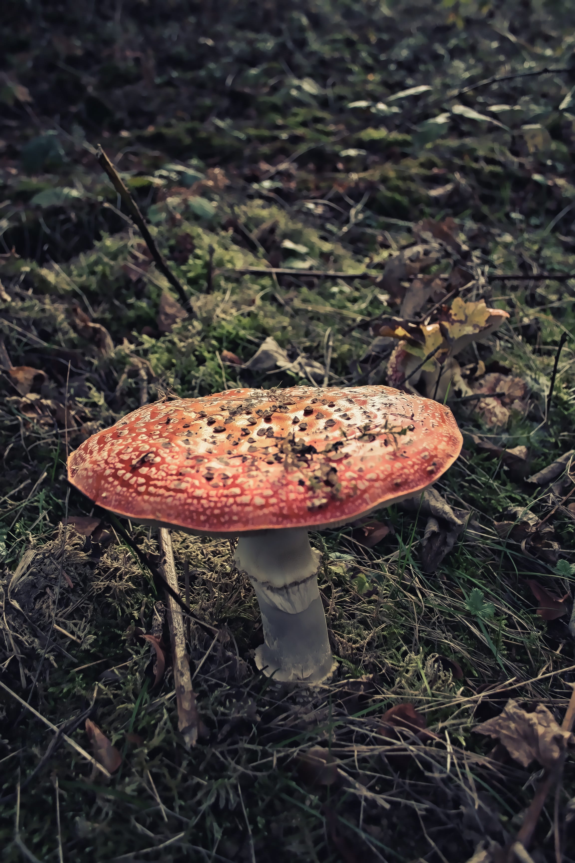mushroom, poison, close-up, food and drink, red, cap, natural, macro, ground, fungi, hat, vegetable, food, beauty in nature, field, do not eat, gloomy, Phone HD Wallpaper