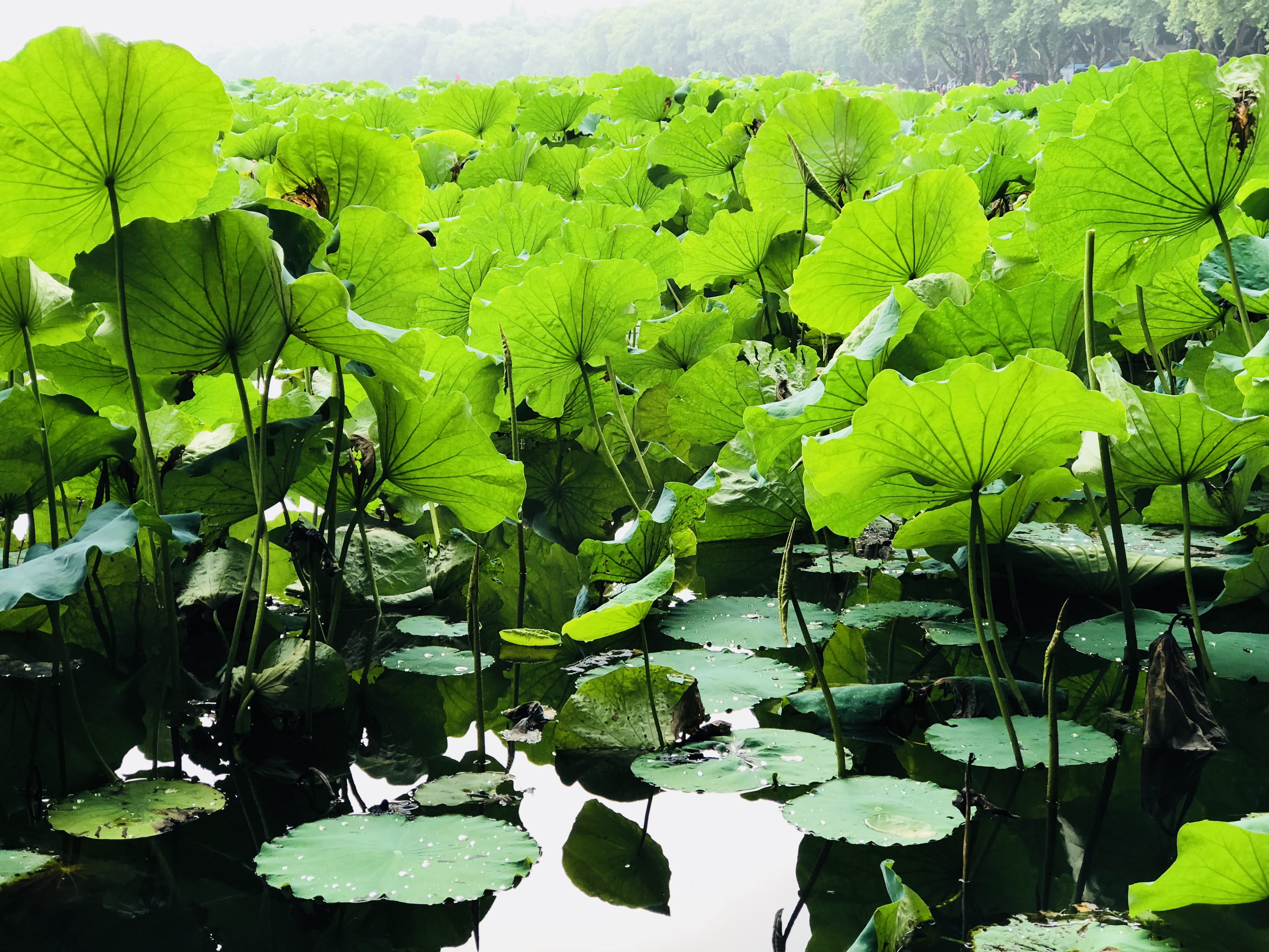 tranquility, nature, lake, floating on water, china, day, water, leaves, no people, outdoors, green color, freshness, water lily, floating, bao shi shan xia 4 long, HD Wallpaper