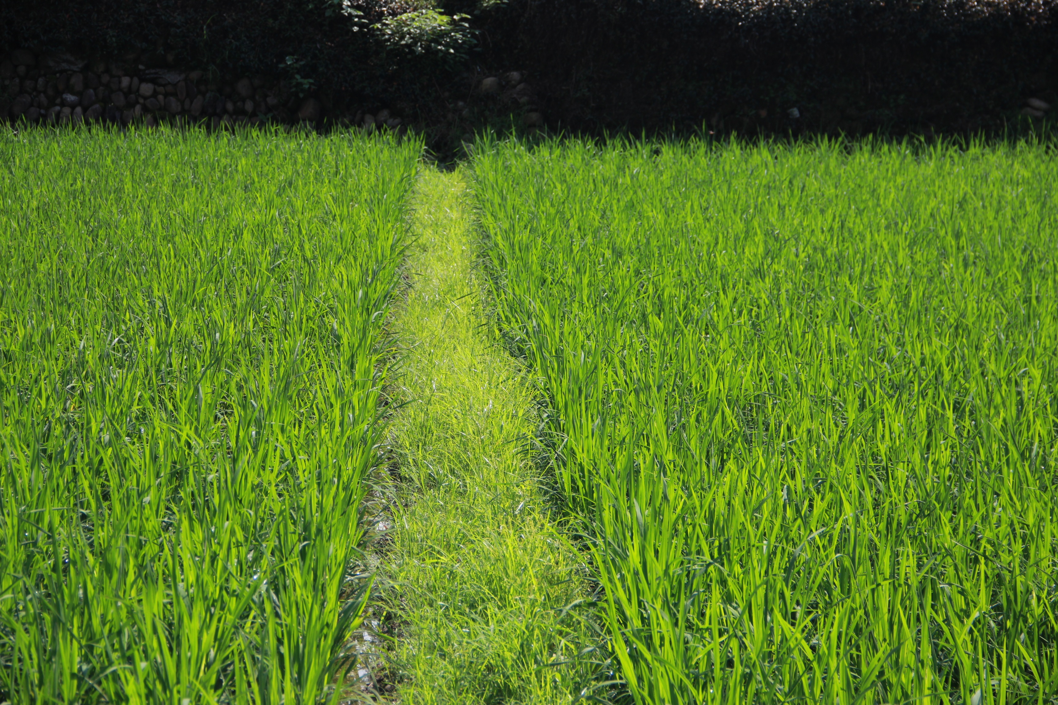 xia tian, green color, summer, agriculture, rural scene, scenics - nature, farm, backward, nature, tranquil scene, properties, outdoors, grass, land, tranquility, HD Wallpaper